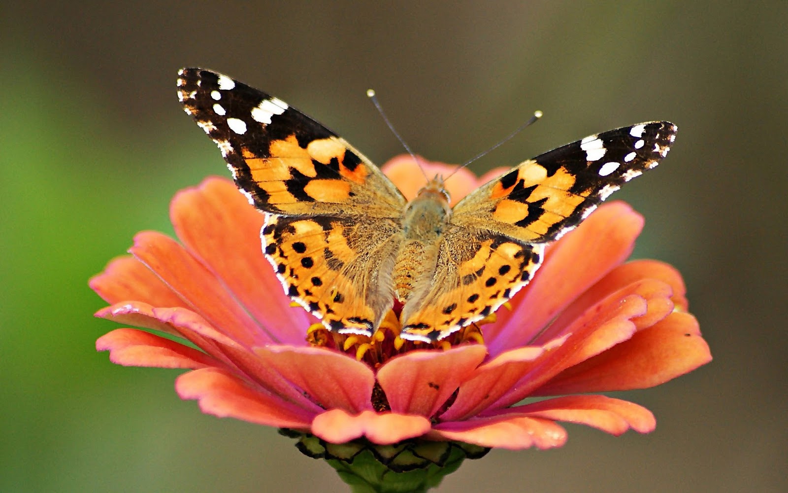 National Geographic Wallpapers - Belle Image De La Nature - 1600x1000 Wallpaper National Geographic Wallpapers - Belle Image De La Nature - 1600x1000 Wallpaper