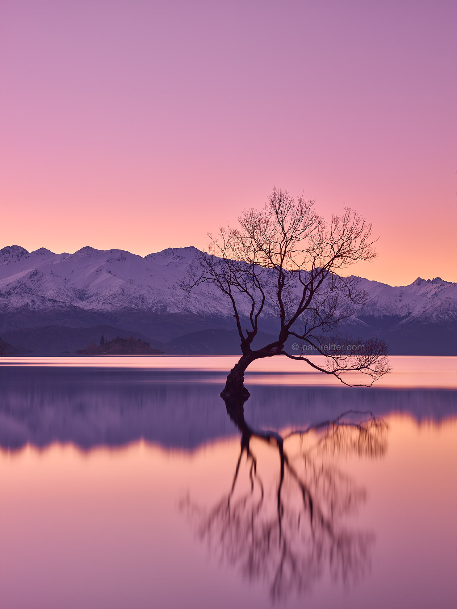 New Zealand Tree In Water - HD Wallpaper 