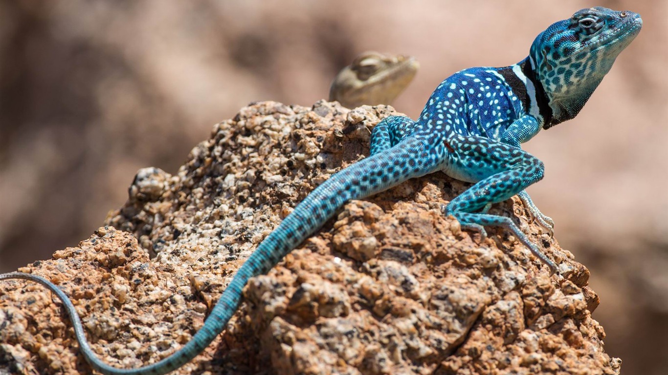Lagarto Azul-national Geographic Hd Wallpaper2013 - Most Beautiful Lizard In The World - HD Wallpaper 