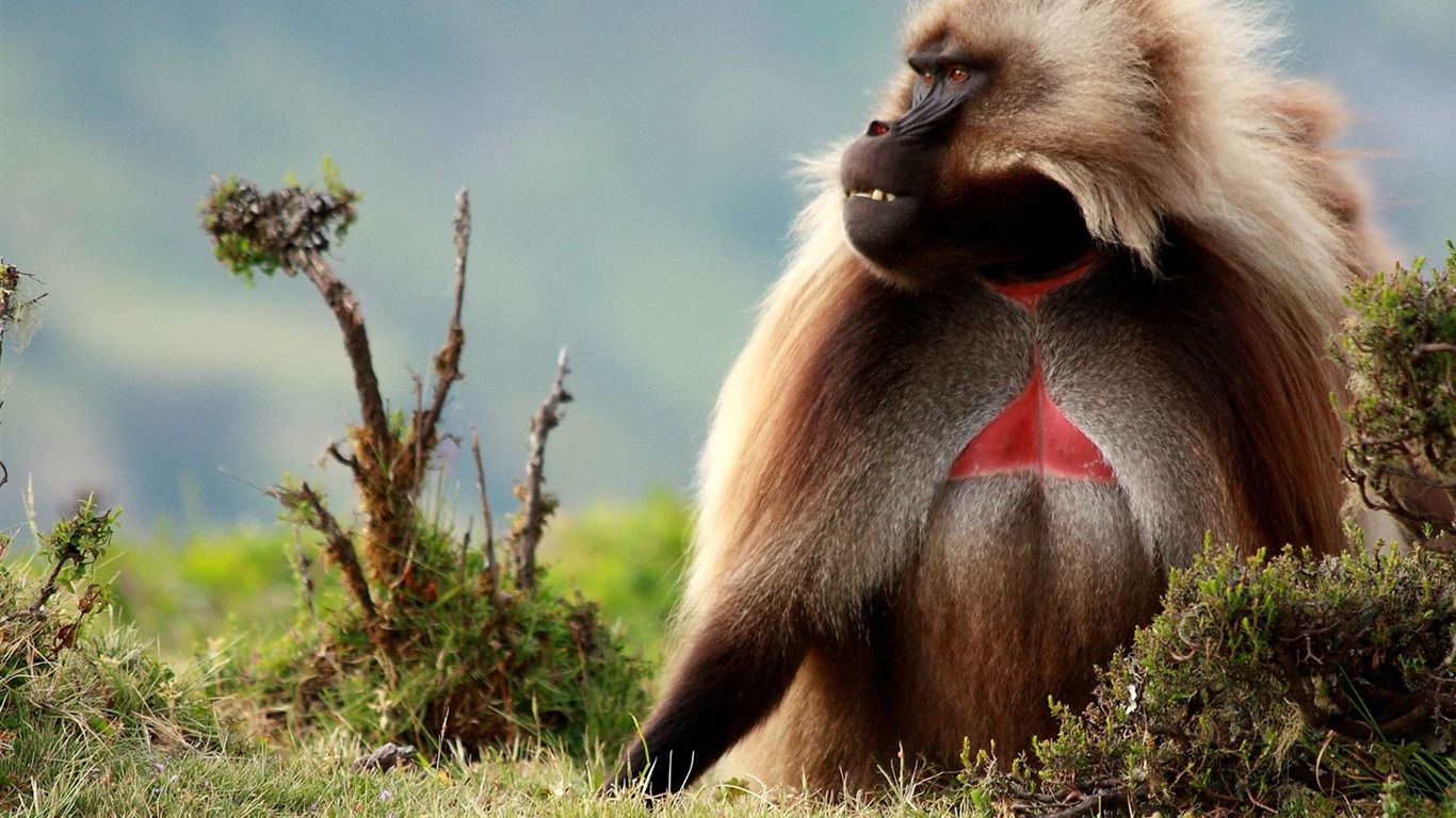 Male Gelada Baboon-national Geographic Hd Wallpaper2013 - Gelada Baboon - HD Wallpaper 