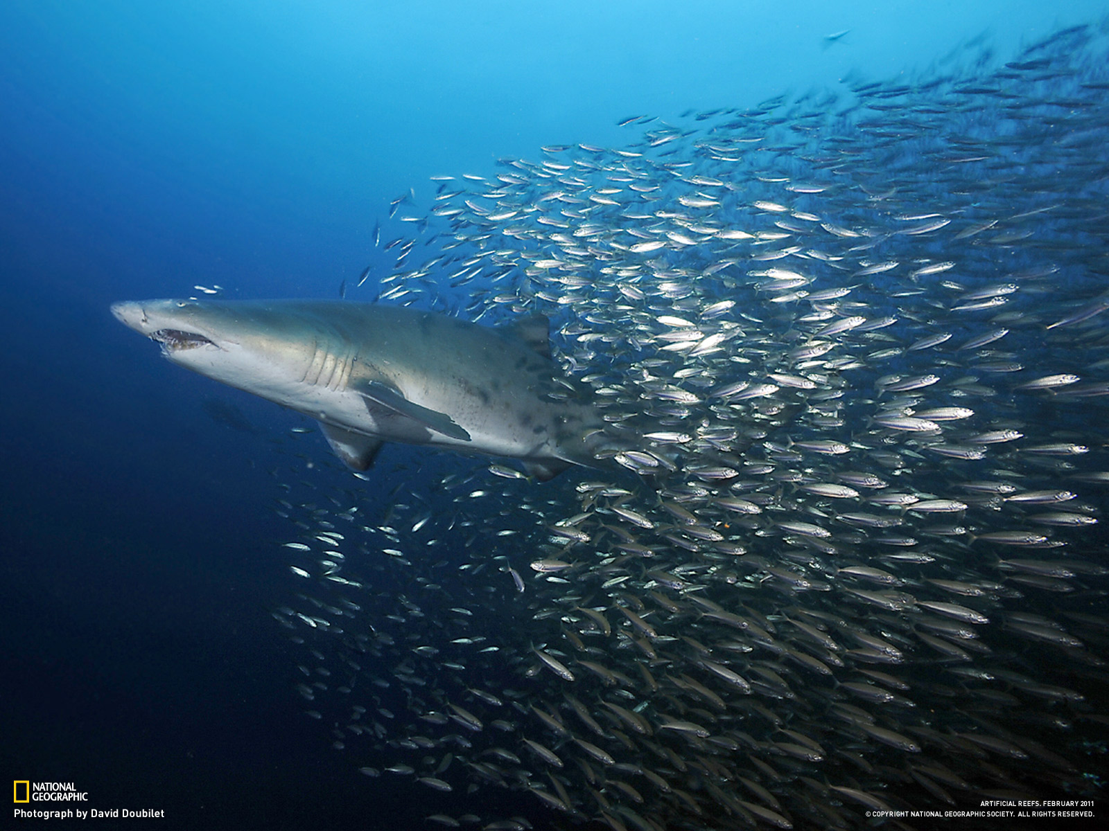By National Geographic - Hd Foto National Geographic - HD Wallpaper 