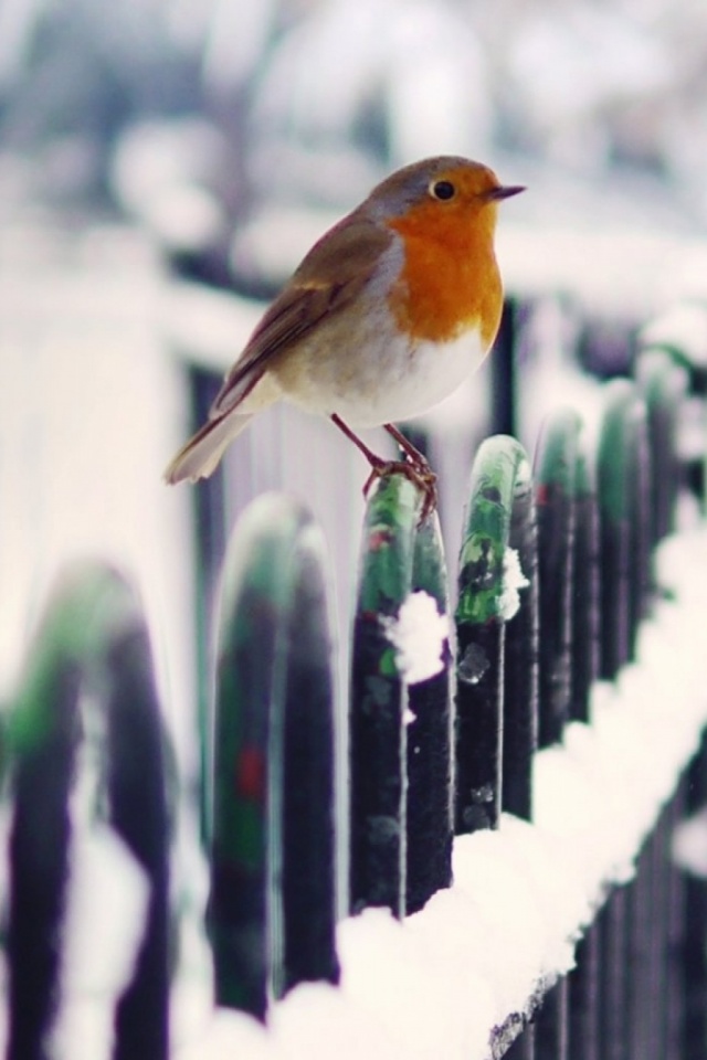 Winter Birds Phone Backgrounds - HD Wallpaper 