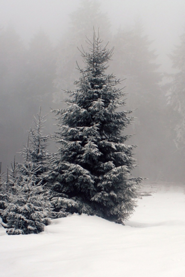 Winter Wallpaper For Mobile 640x960 Wallpaper Teahub Io