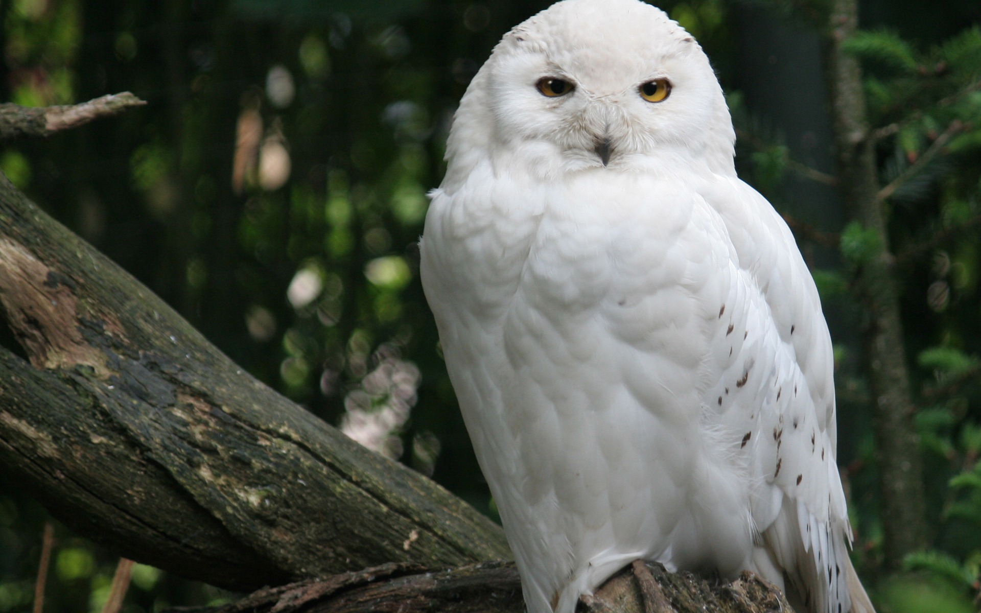 Snowy Owl - HD Wallpaper 