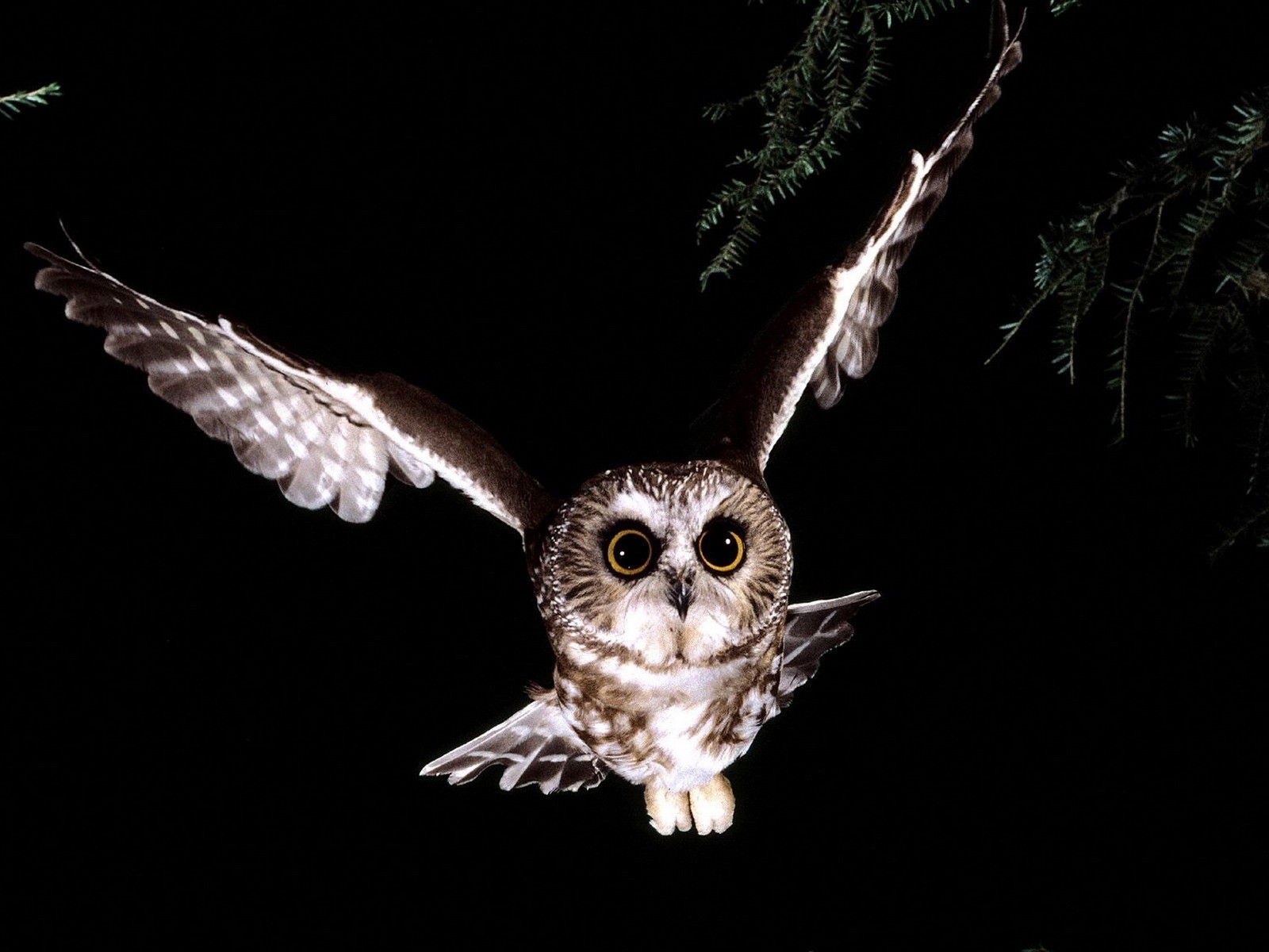 Saw Whet Owl - HD Wallpaper 