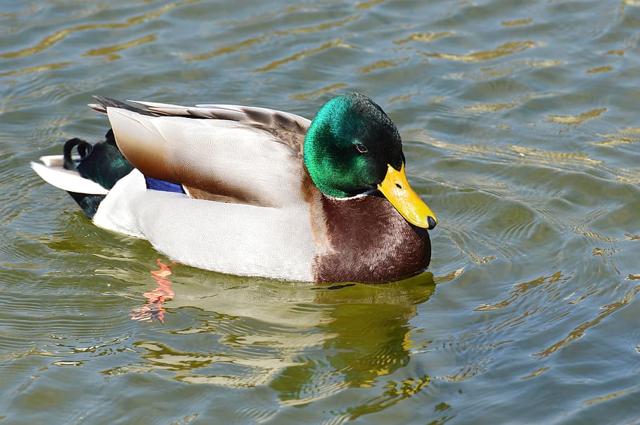 Duck, Mallard, Drake, Colorful, Water Bird, Duck Bird, - HD Wallpaper 