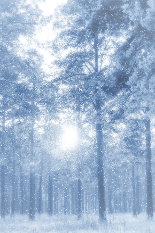 Winter Forest - HD Wallpaper 
