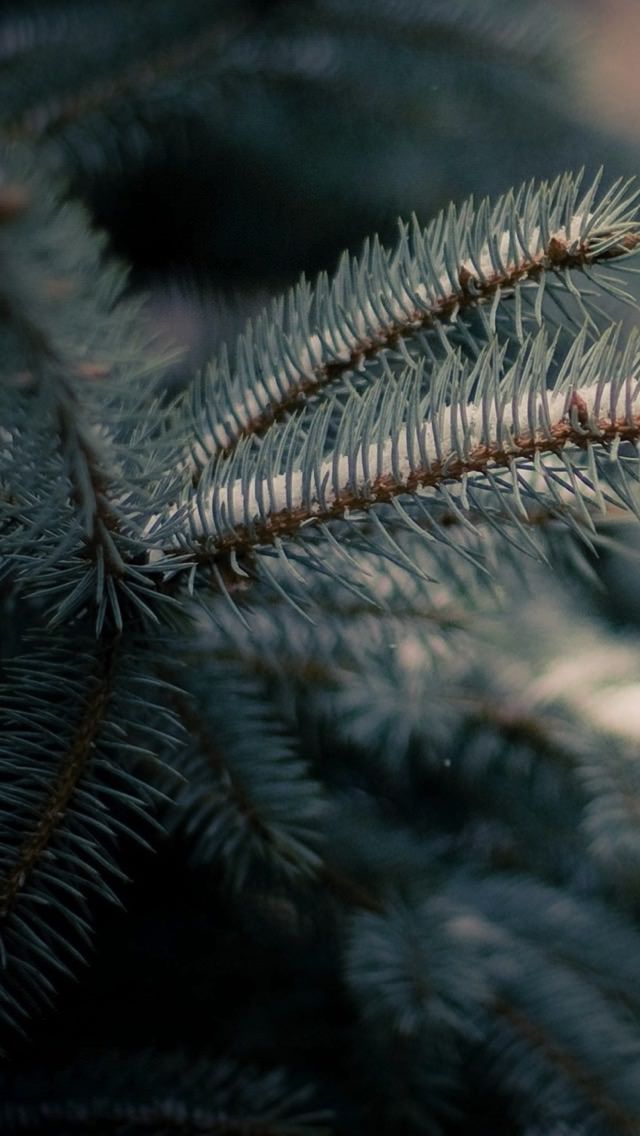 Iphone Se,5s Wallpaper - HD Wallpaper 