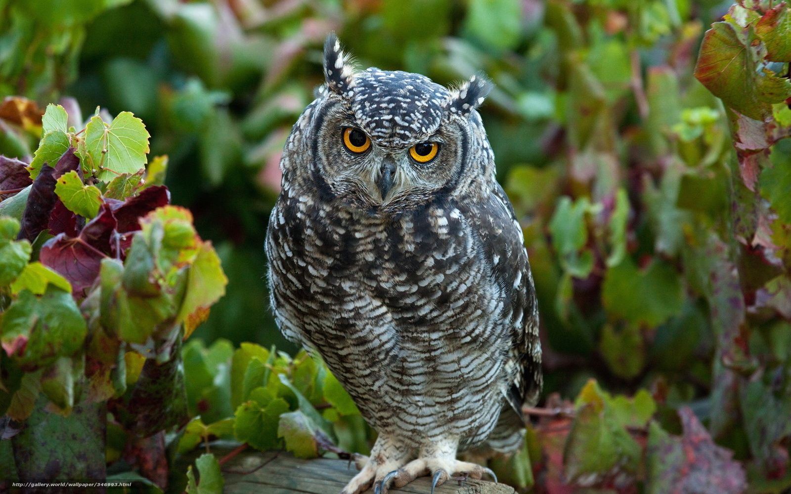 Download Wallpaper Bird, Owl, Owl, Forest Free Desktop - Owl Hd - HD Wallpaper 