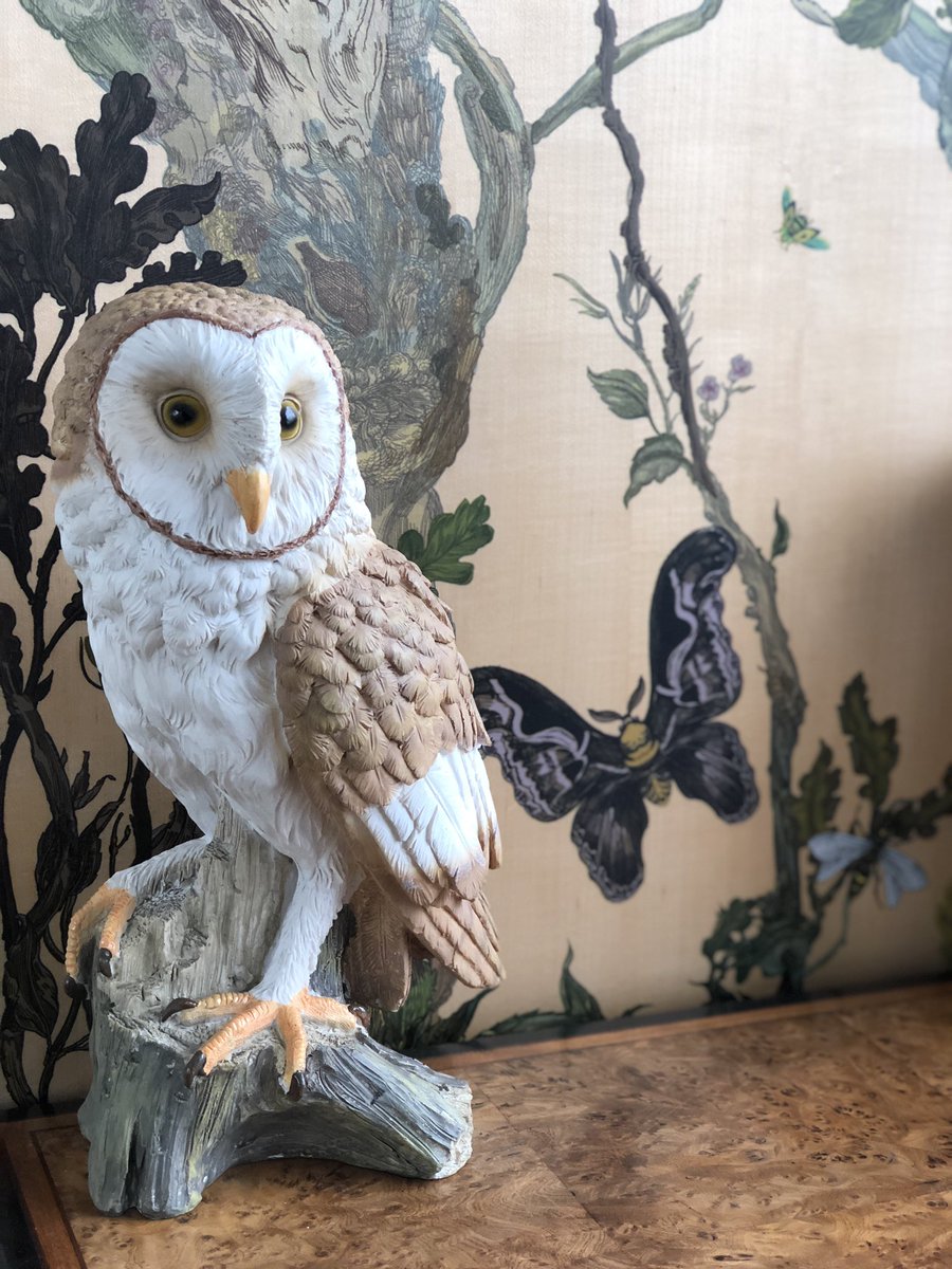 Screech Owl - HD Wallpaper 