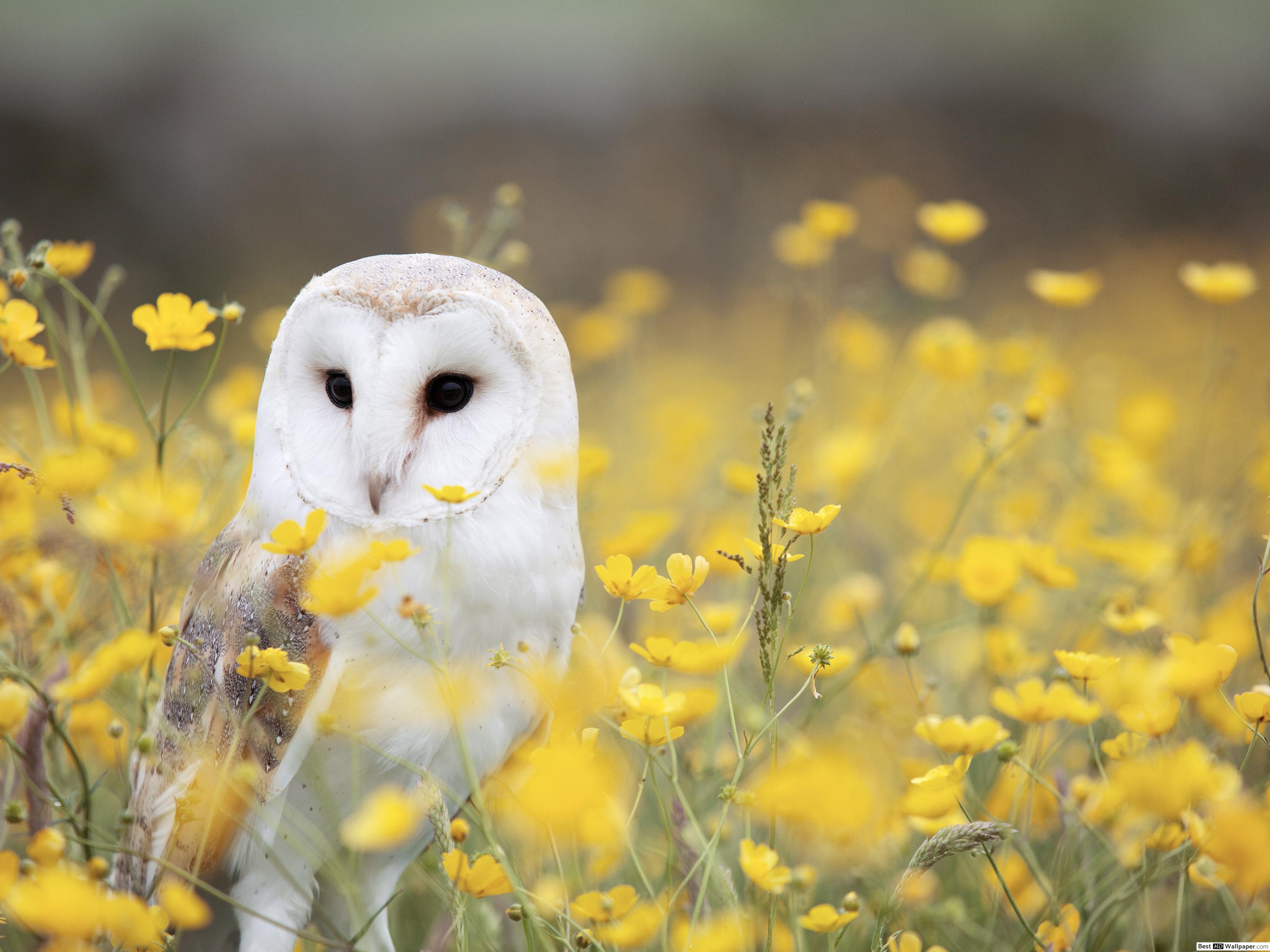 Bird Photography - HD Wallpaper 