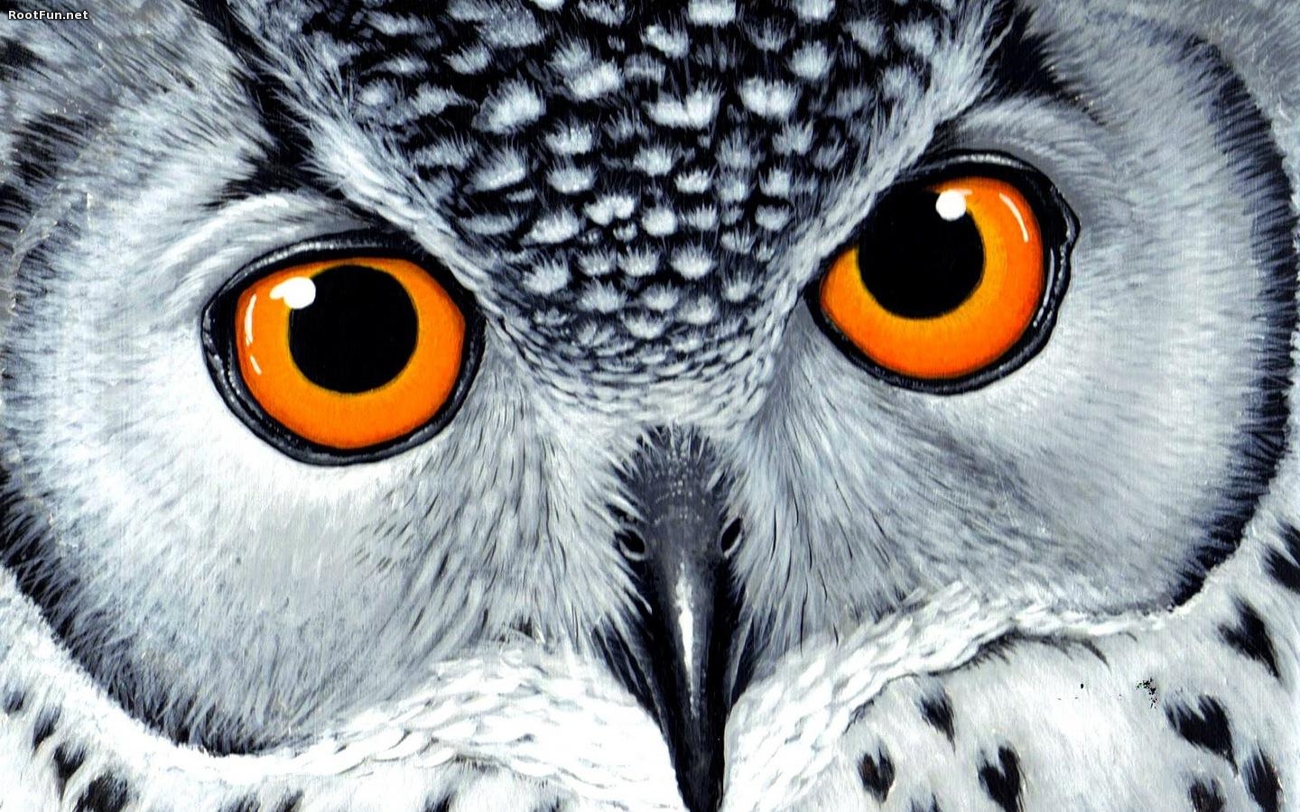 Owl Wallpaper Android Apps On Google Play - Snowy Owl Acrylic Painting - HD Wallpaper 