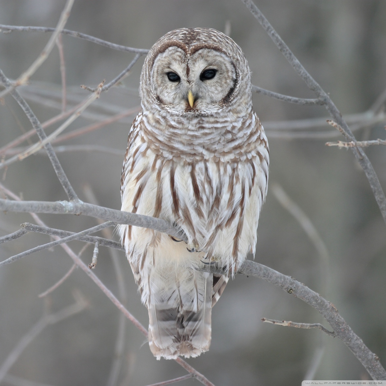 Pacific Northwest Owls - HD Wallpaper 