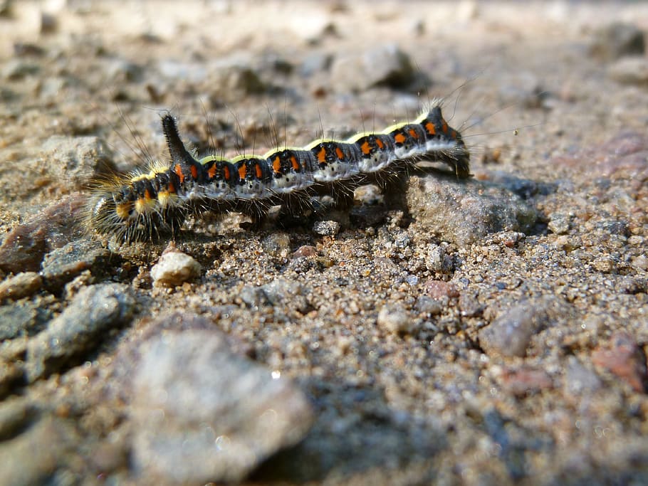 Insect, Caterpillar, Psi, Arcronicta Psi, Pfeileule, - HD Wallpaper 