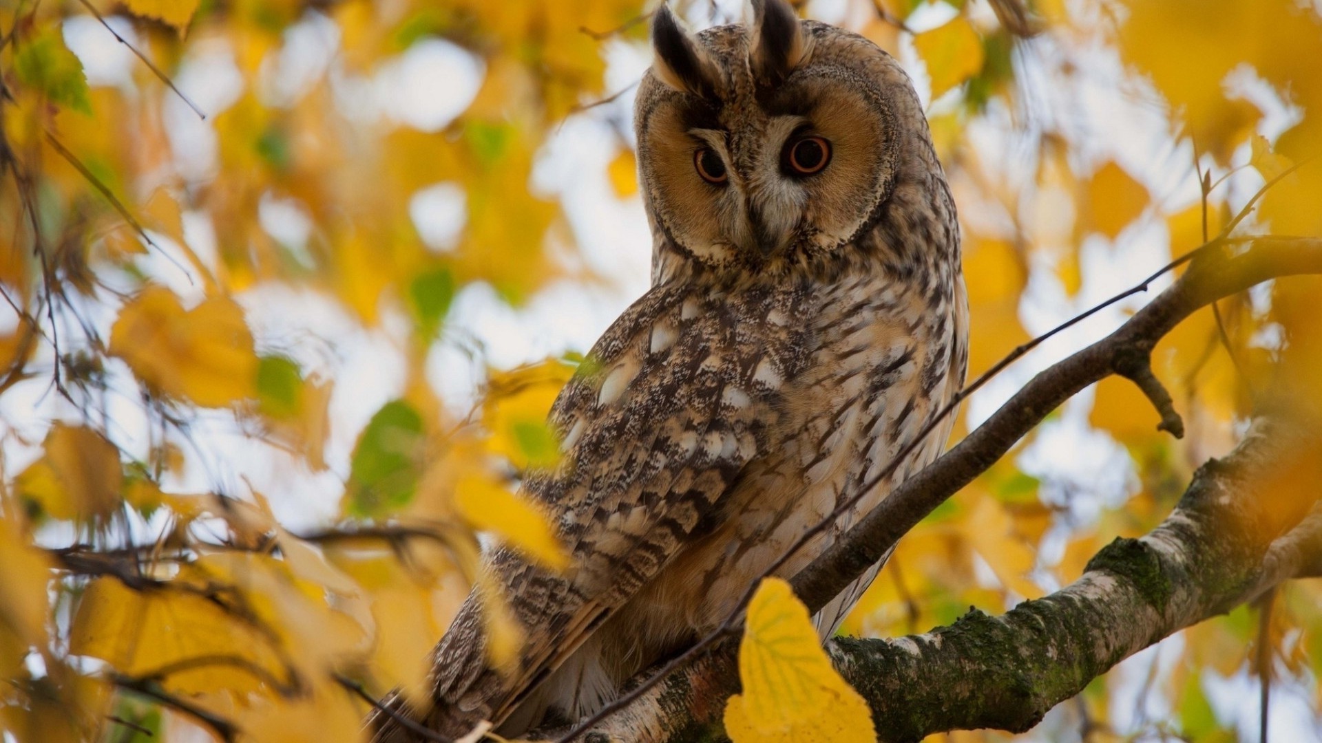 Animals Tree Nature Owl Bird Outdoors Wood Wildlife - Рабочий Стол Заставка Сова 4 - HD Wallpaper 