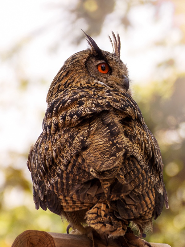 Buho De Ojos Rojos - HD Wallpaper 