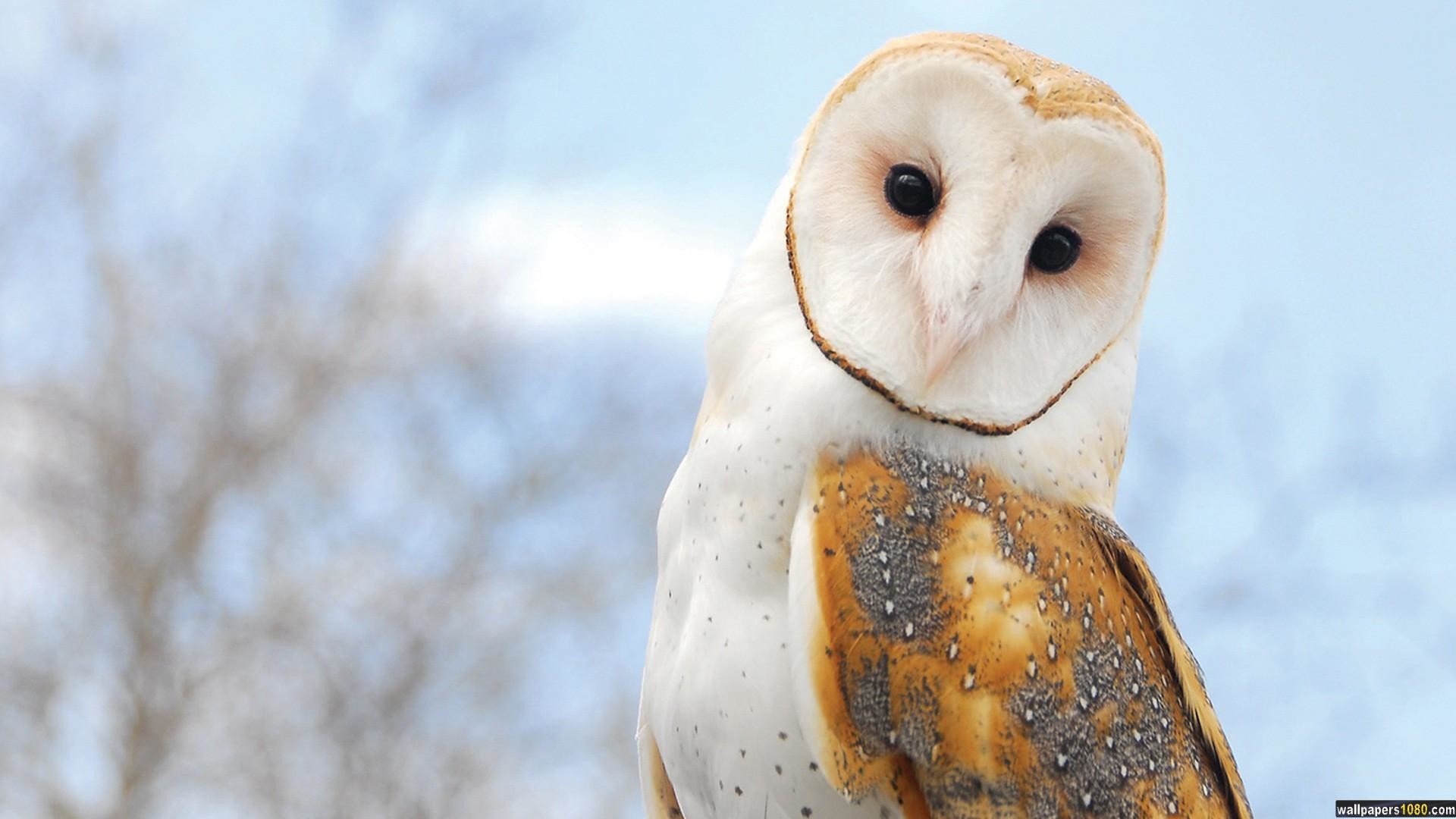 Awesome Owl Wallpapers Hd Images Data-src - Owl Hd Wallpapers 1080p -  1920x1080 Wallpaper 