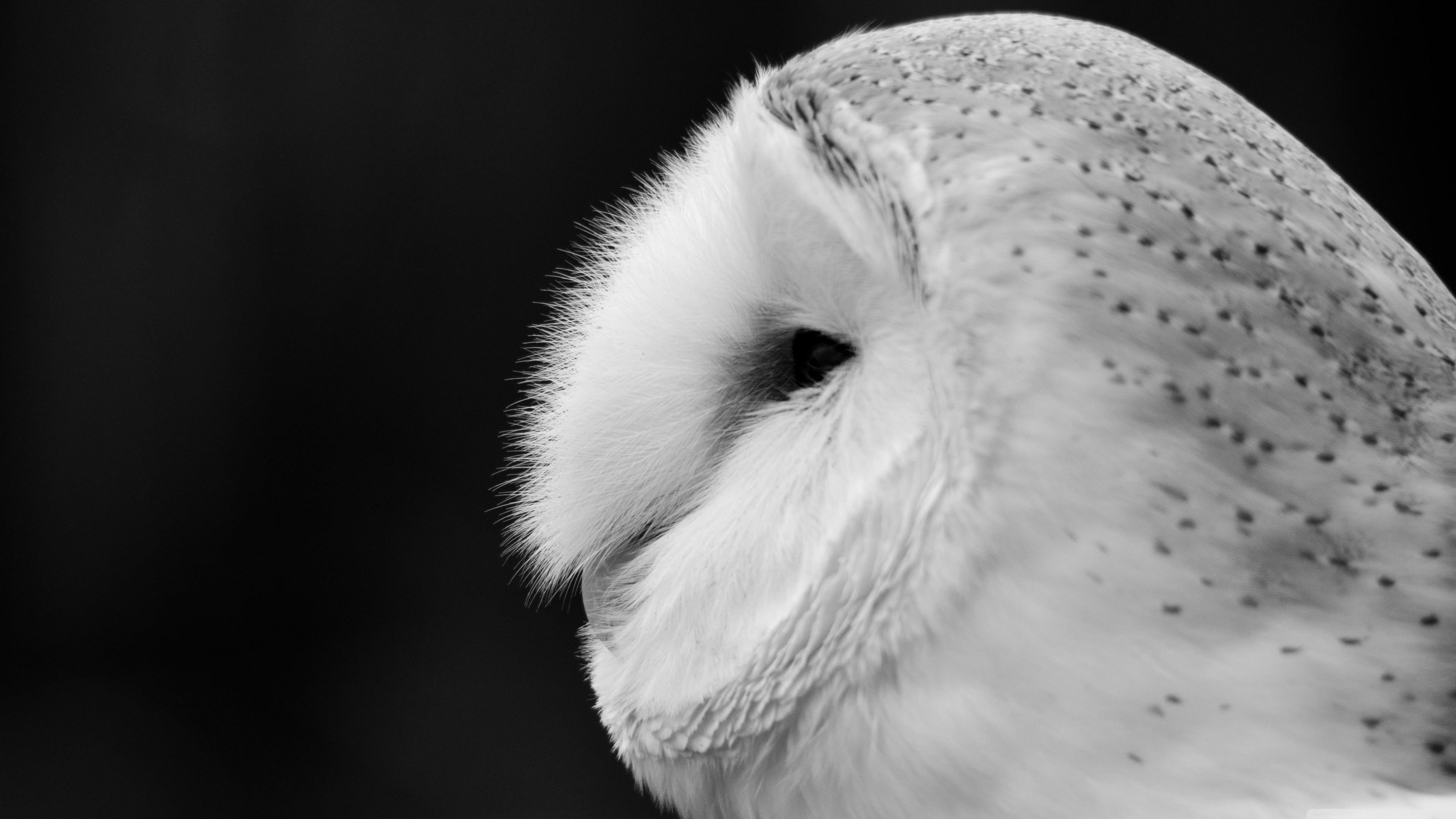 4k Closeup White Barn Owl Wallpaper For Desktop And - HD Wallpaper 