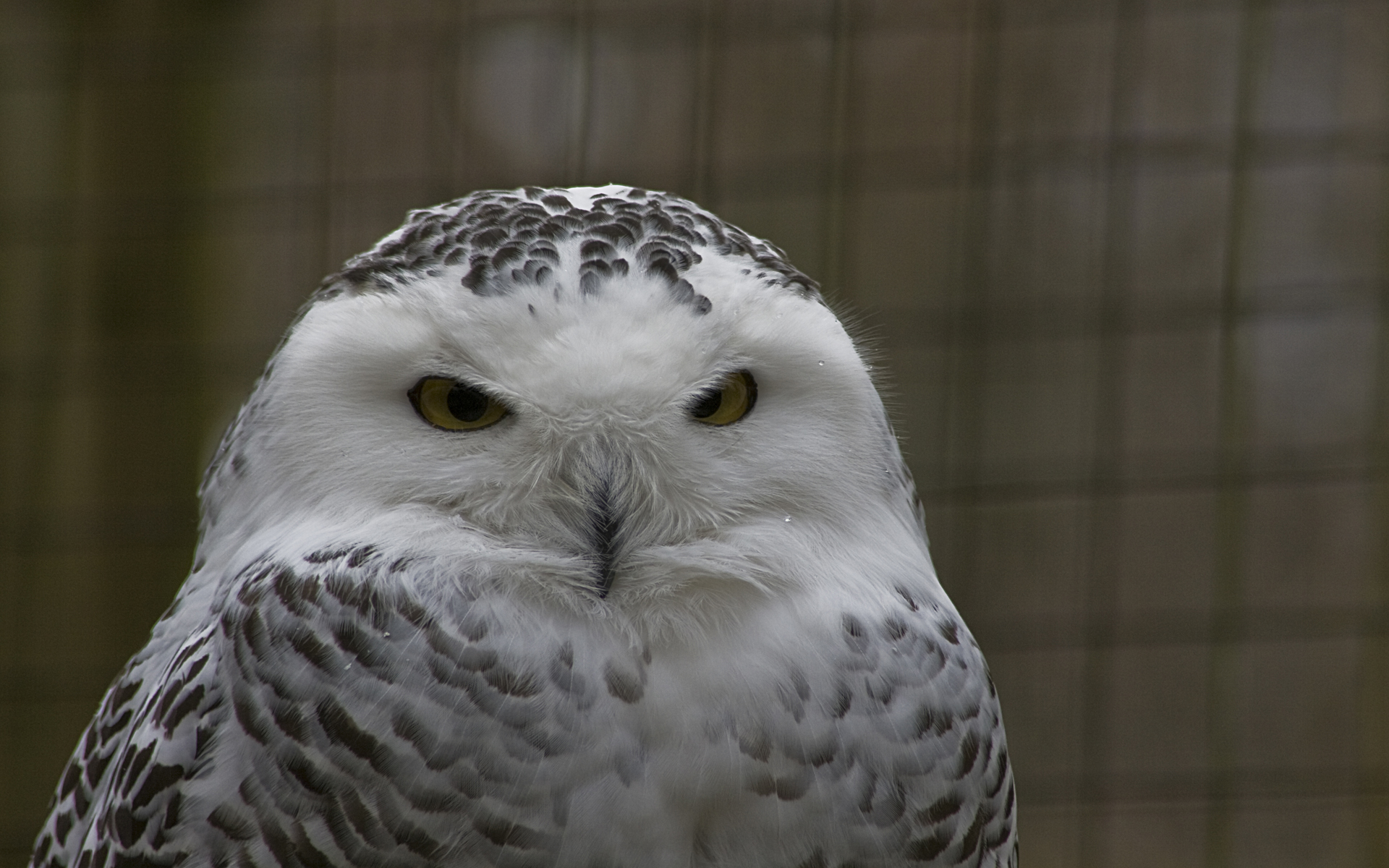 Snowy Owl - 1920x1200 Wallpaper - teahub.io