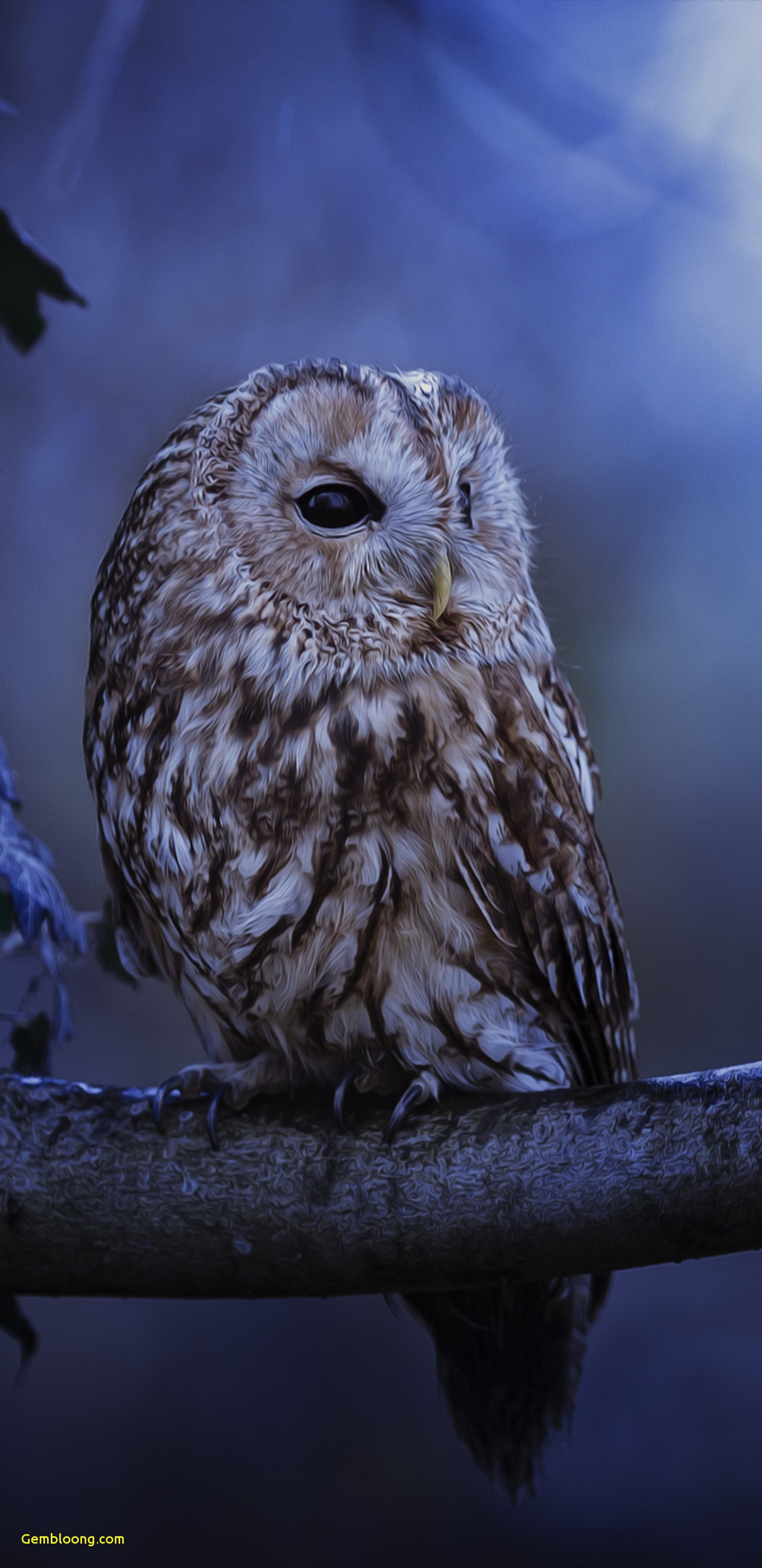 Hd Animal Wallpapers For Android - 1440x2960 Wallpaper Hd Animal Wallpapers For Android - 1440x2960 Wallpaper