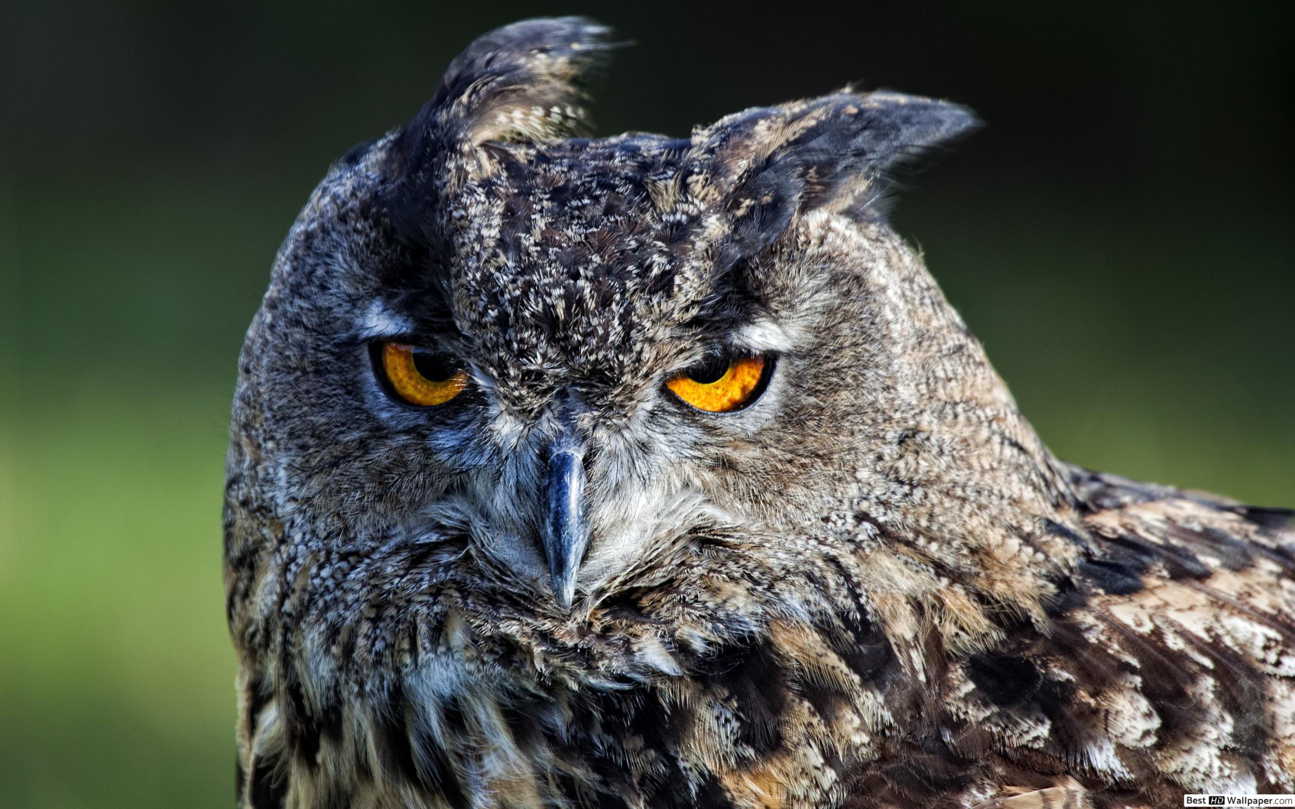 Заставка На Экран Сова - HD Wallpaper 
