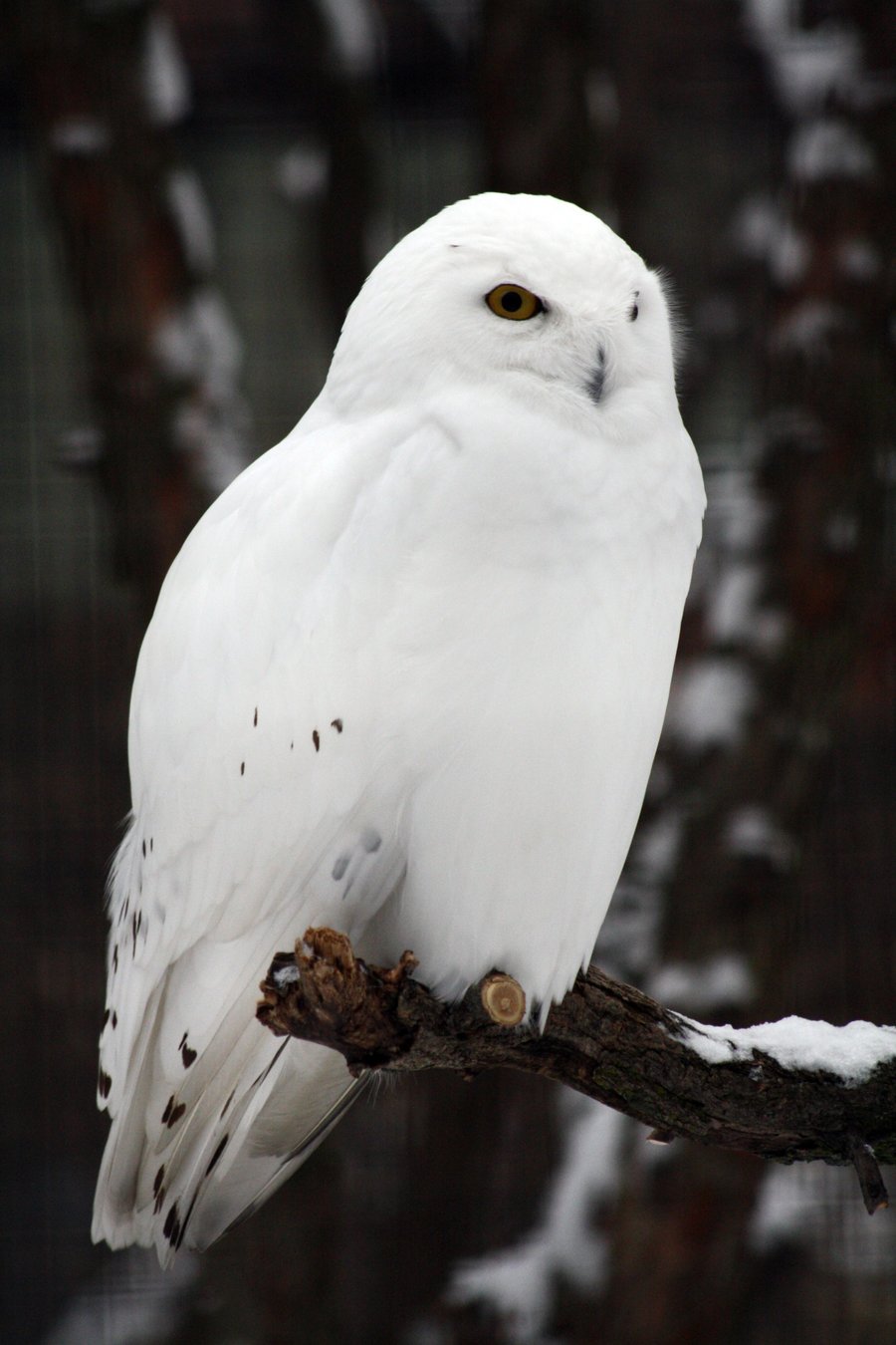 Owl - White Owl Beautiful Snowy - HD Wallpaper 