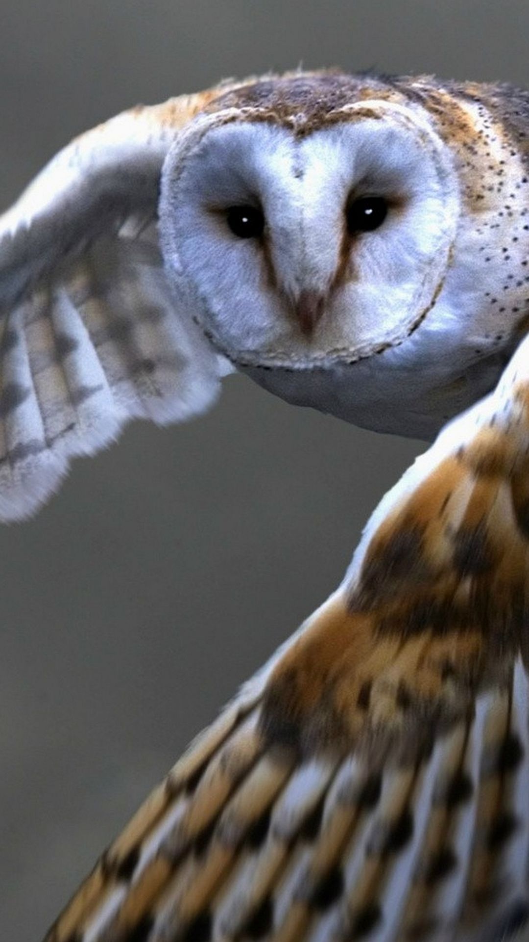 Barn Owl Wallpaper Iphone - HD Wallpaper 
