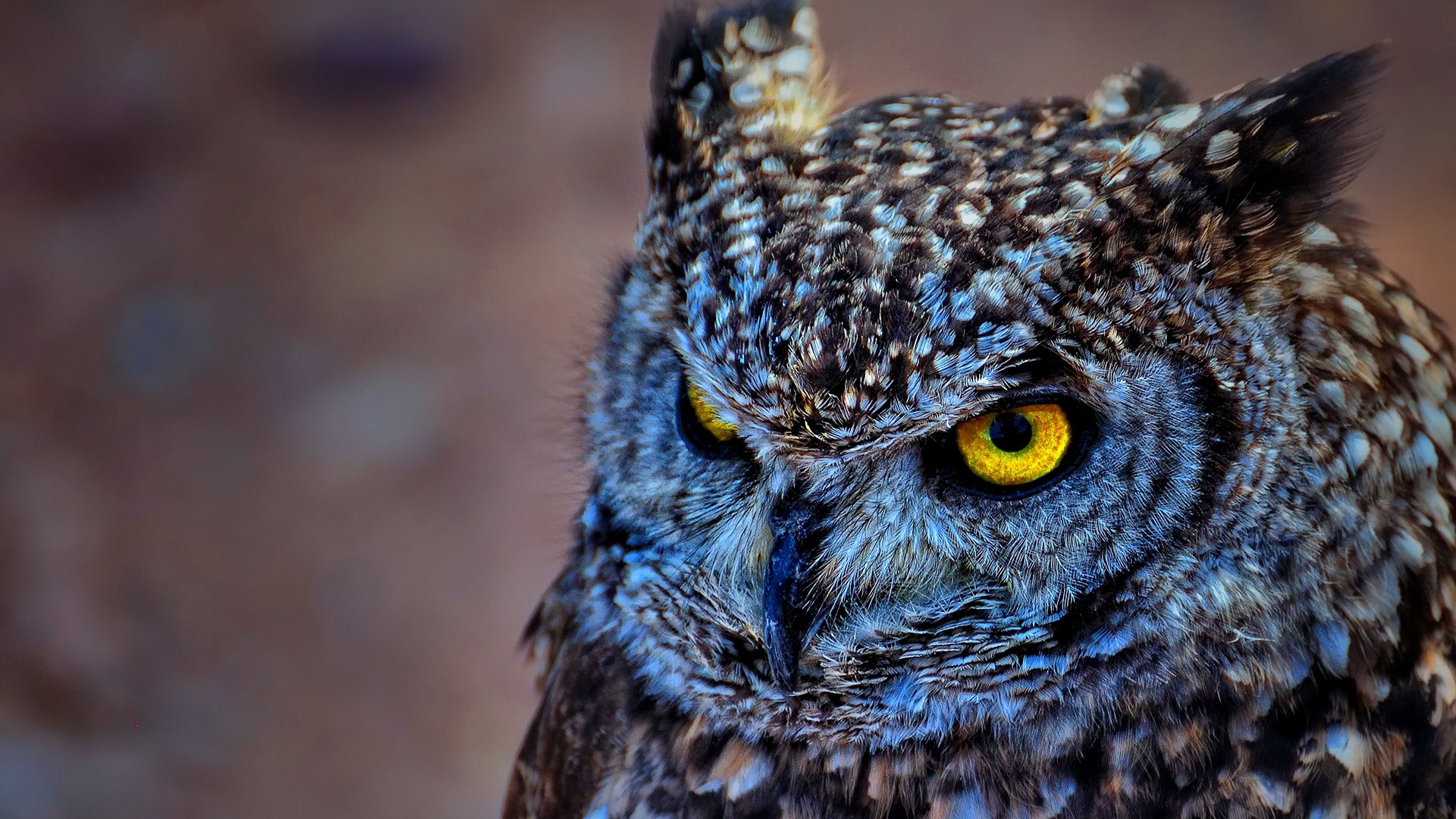 Owl Wallpaper For Android - HD Wallpaper 