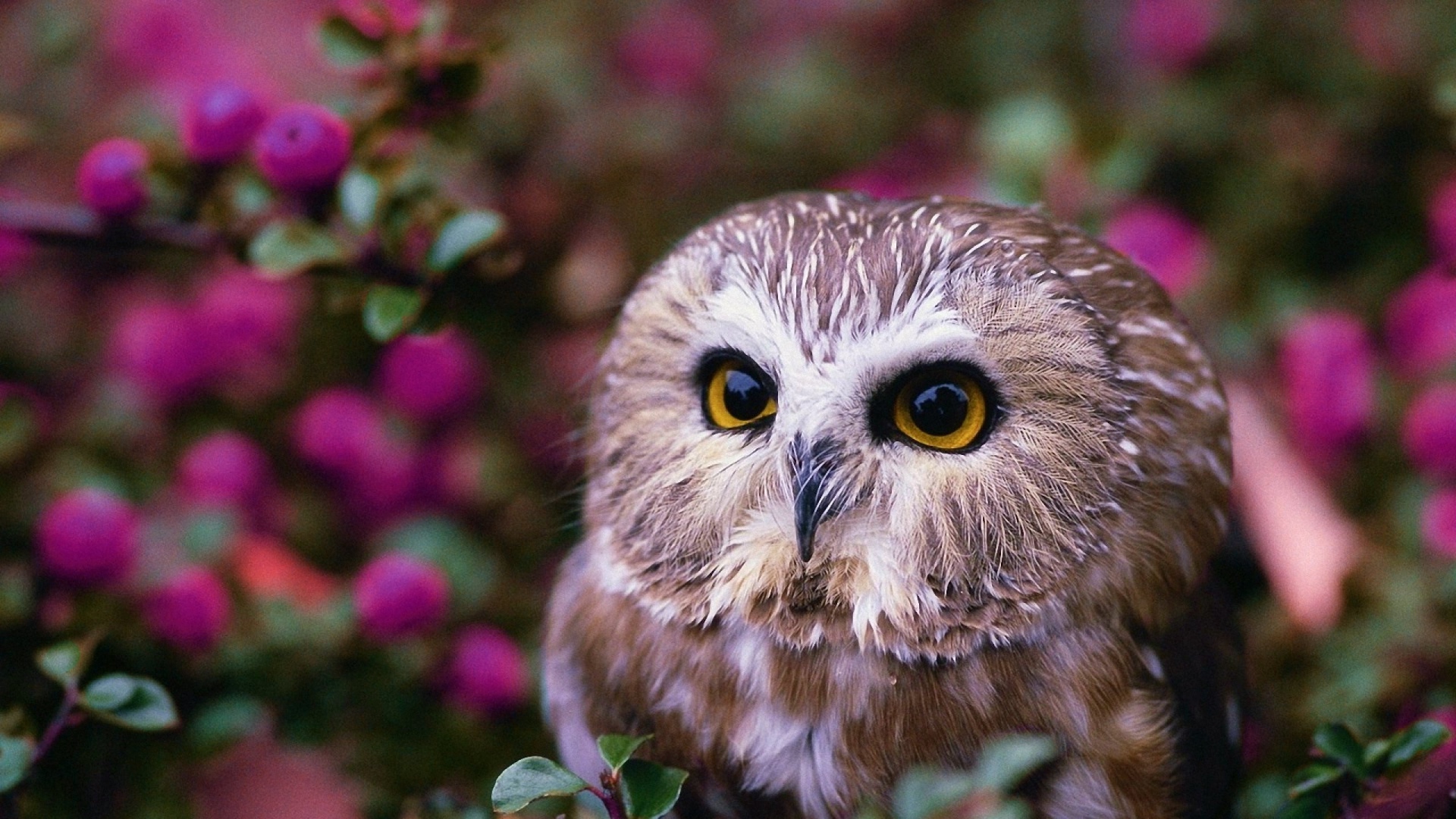 Wallpaper Owl Muzzle Garden Bird - Обои На Рабочий Стол Совы - HD Wallpaper 