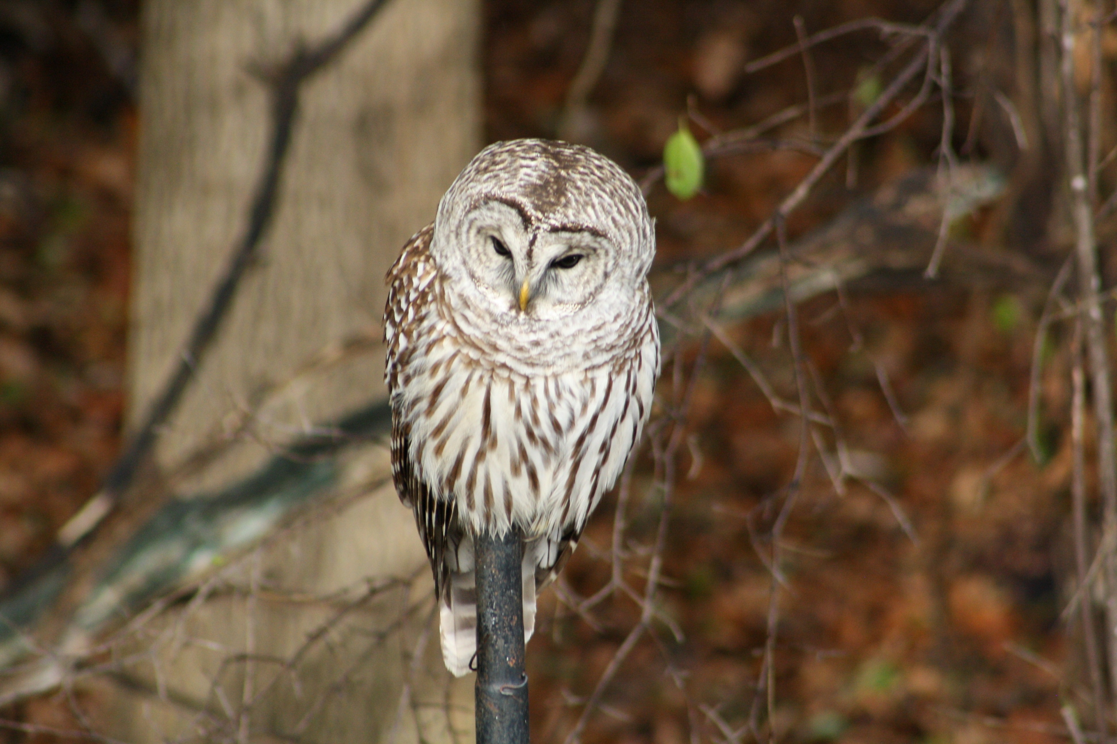 Bird White Owl Wallpaper - Great Grey Owl - HD Wallpaper 