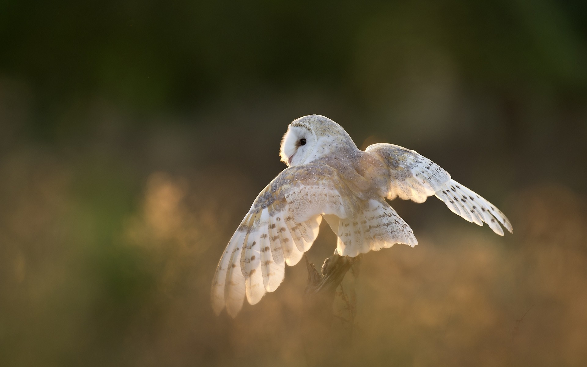 Owl Bird Nature Wildlife Feather Animal Wing Raptor - Owl - HD Wallpaper 