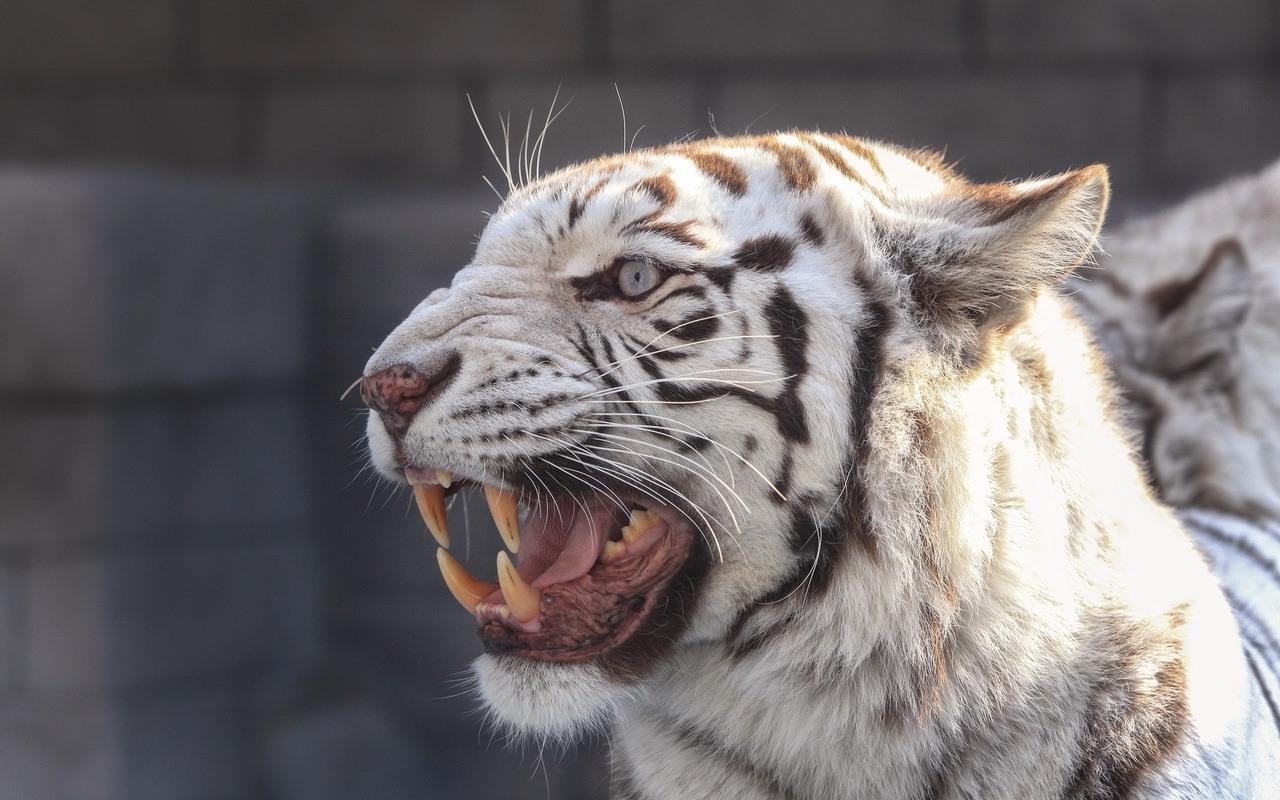 Wallpaper Animado Android - HD Wallpaper 