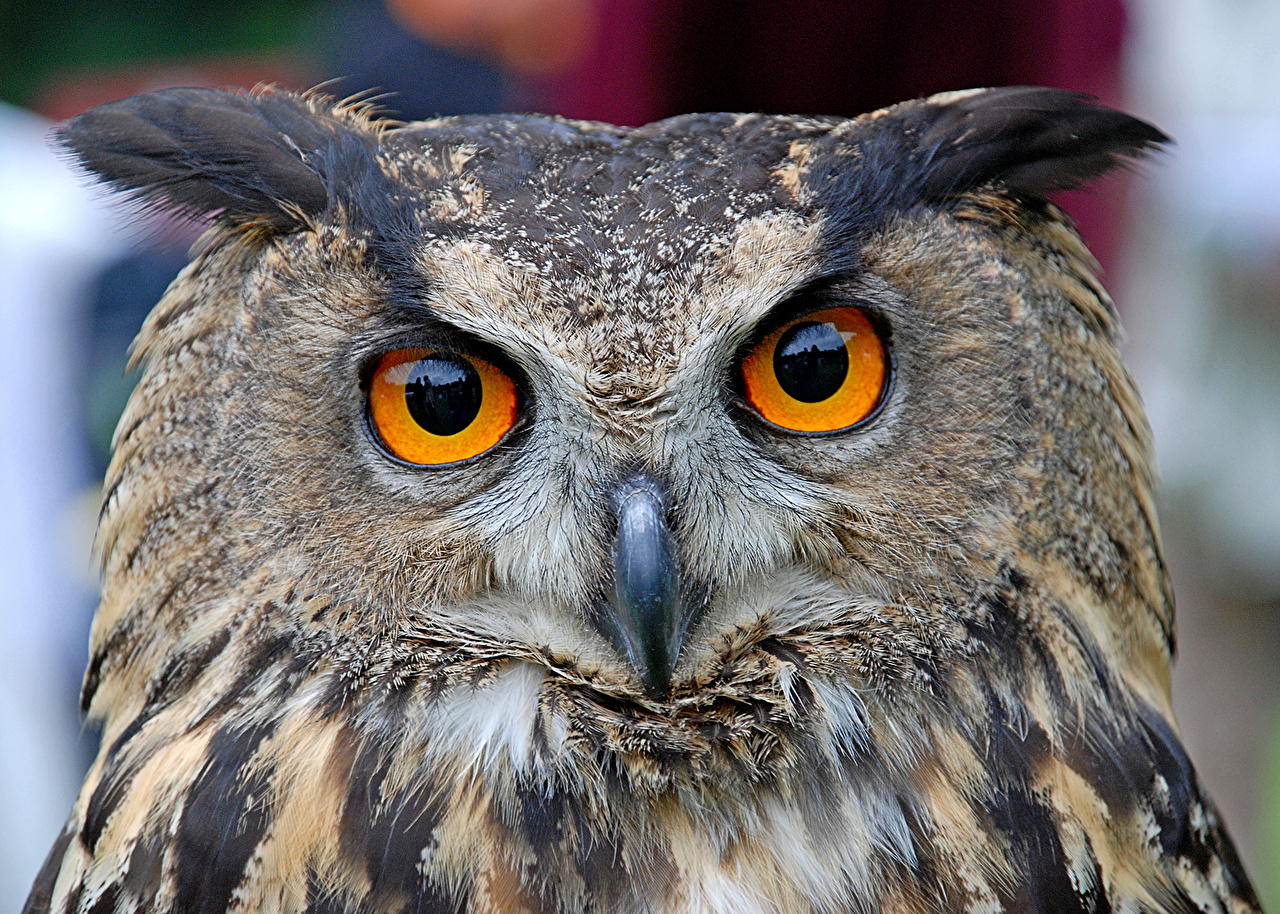 Owl Emotions - HD Wallpaper 