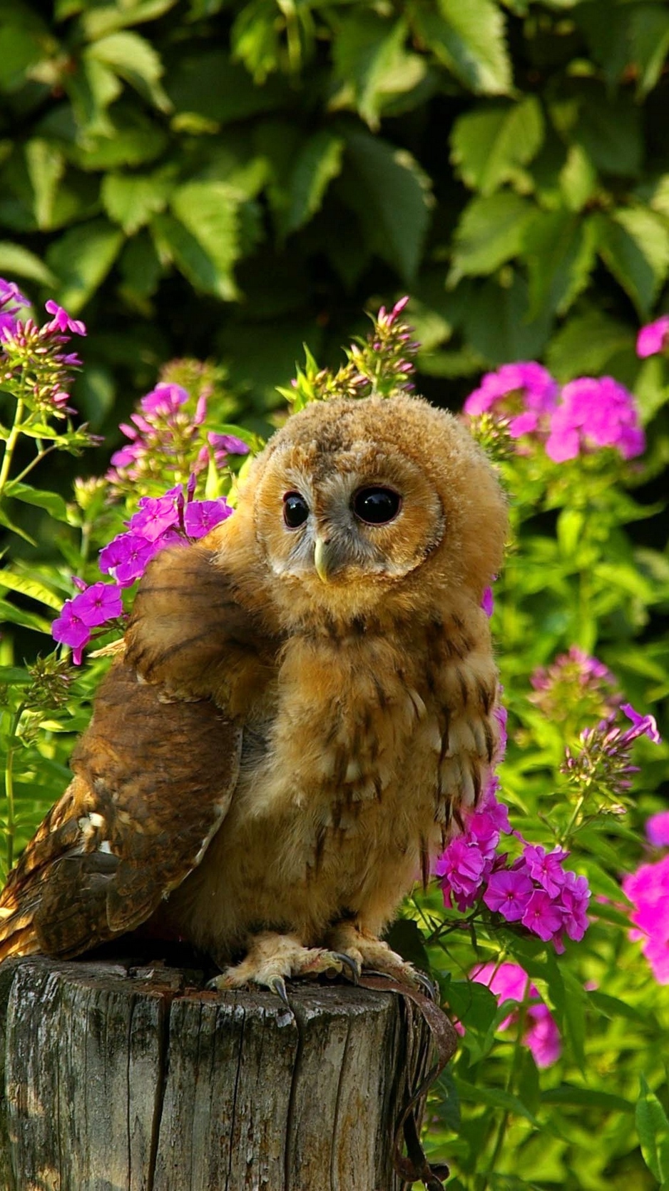 Wallpaper Owl, Bird, Predator, Grass, Flowers, Timber, - Hd Wallpaper Owls Flowers - HD Wallpaper 