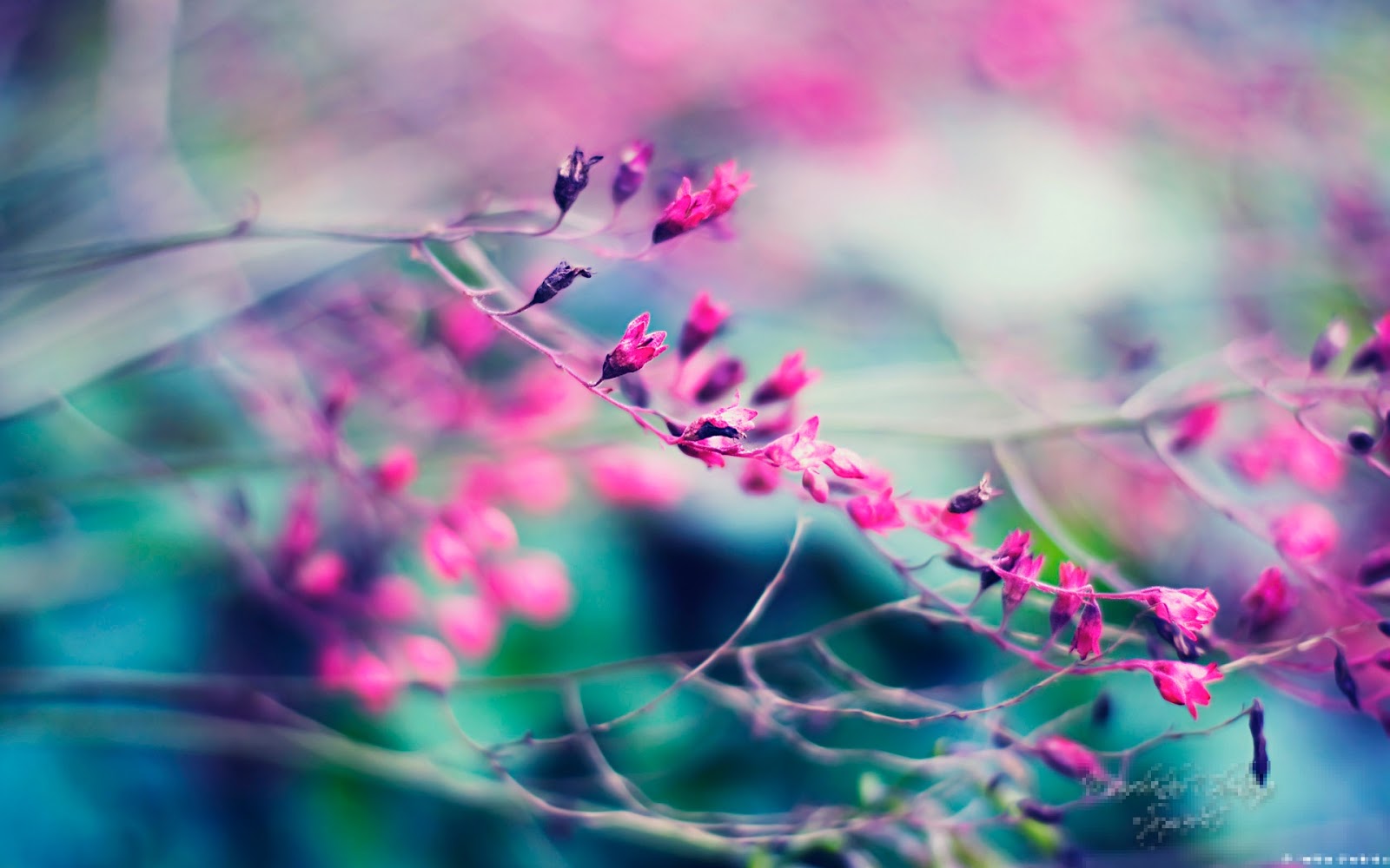 Fondos De Pantalla, Imagenes, Paisajes, Wallpapers, - Fondos De Pantalla De Flores Hd - HD Wallpaper 