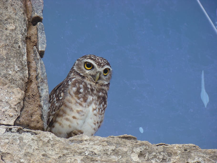 Owl, Forte Dos Reis Magos, Christmas, Brazil, Great - Owl - HD Wallpaper 