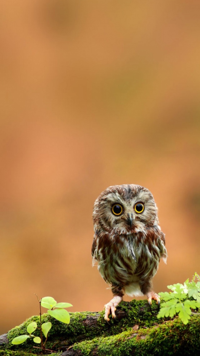 Cute Baby Owl Wallpaper - Baby Owl Wallpaper Iphone - HD Wallpaper 