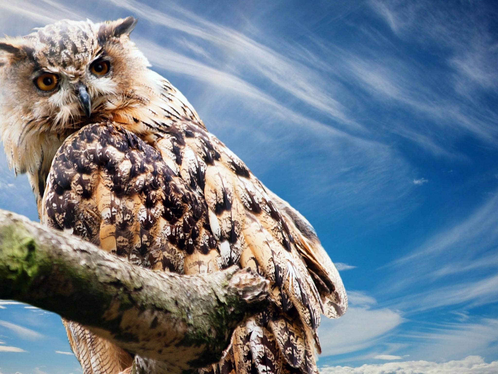 Owl Wallpaper For Android - Hd Animal Desktop 1080p - HD Wallpaper 