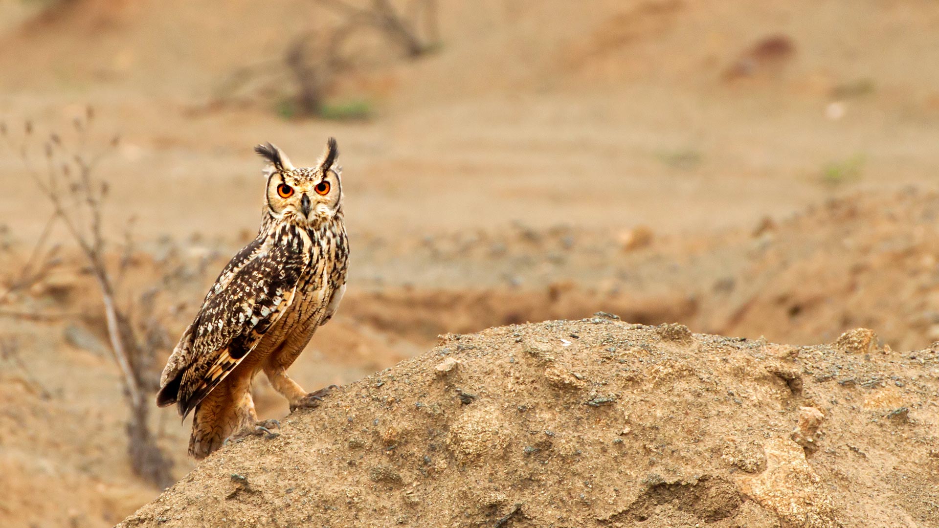 Eurasian Eagle-owl - HD Wallpaper 