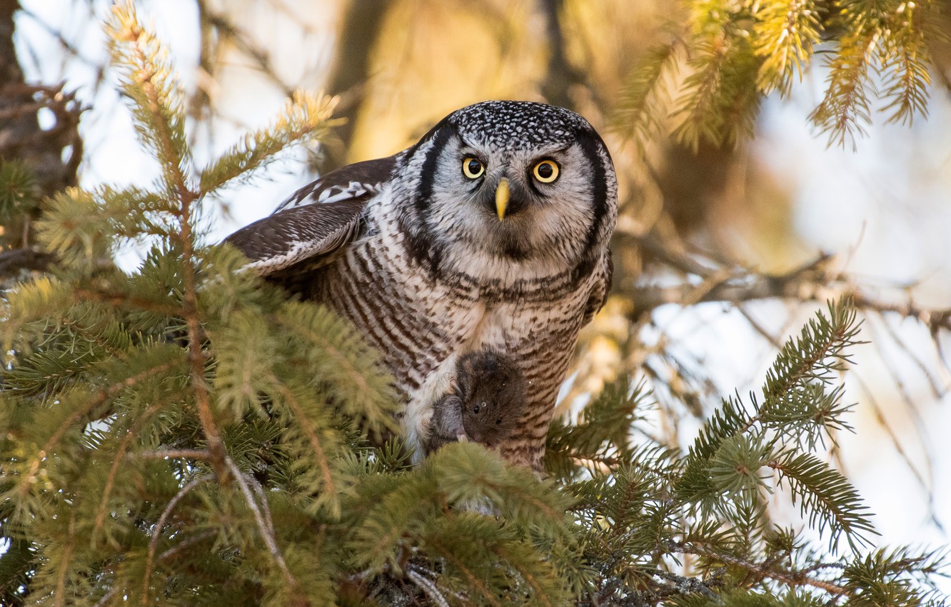 Photo Wallpaper Look, Branches, Owl, Bird, Mouse, Needles, - Great Grey Owl - HD Wallpaper 