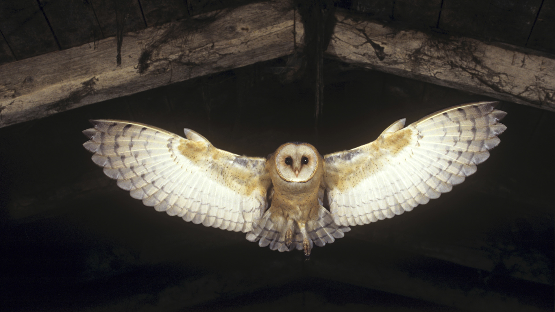 Barn Owl Wallpaper - Barn Owl Wallpaper Iphone - HD Wallpaper 