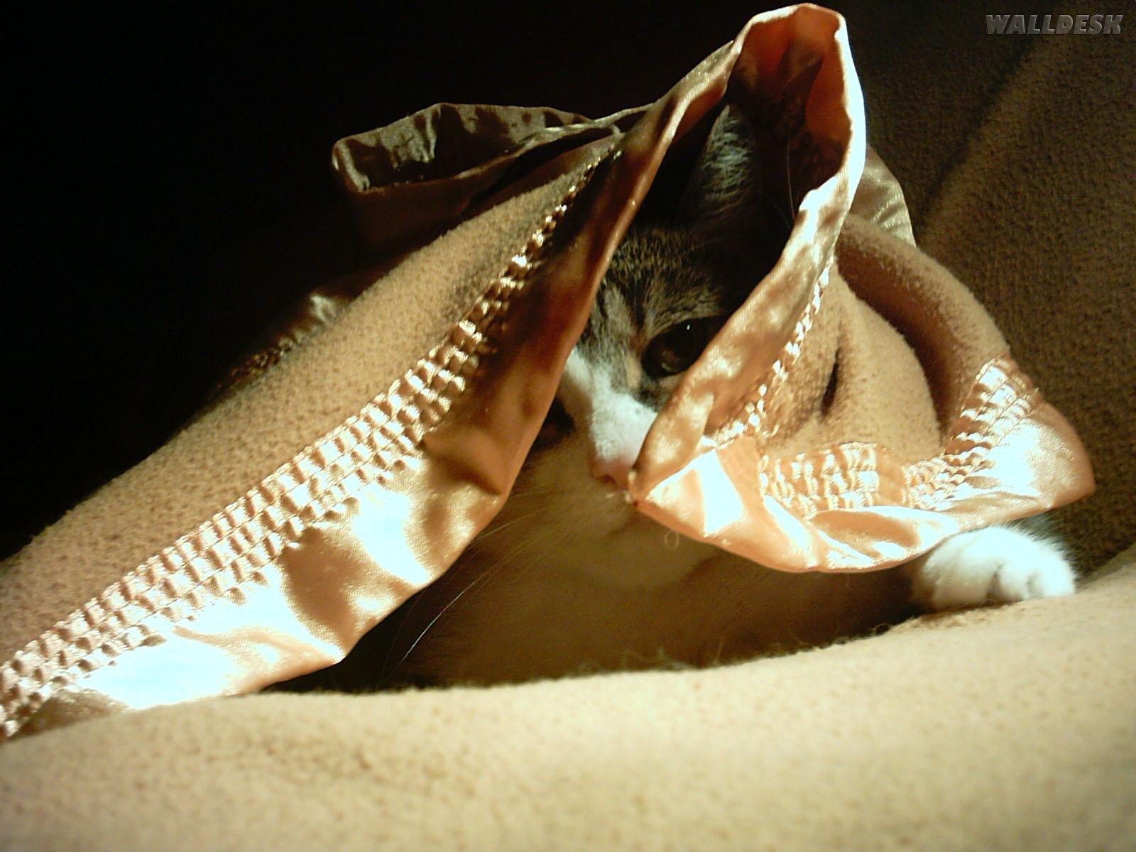 Gatinho Se Escondendo Wallpaper - Gato Se Escondendo - HD Wallpaper 