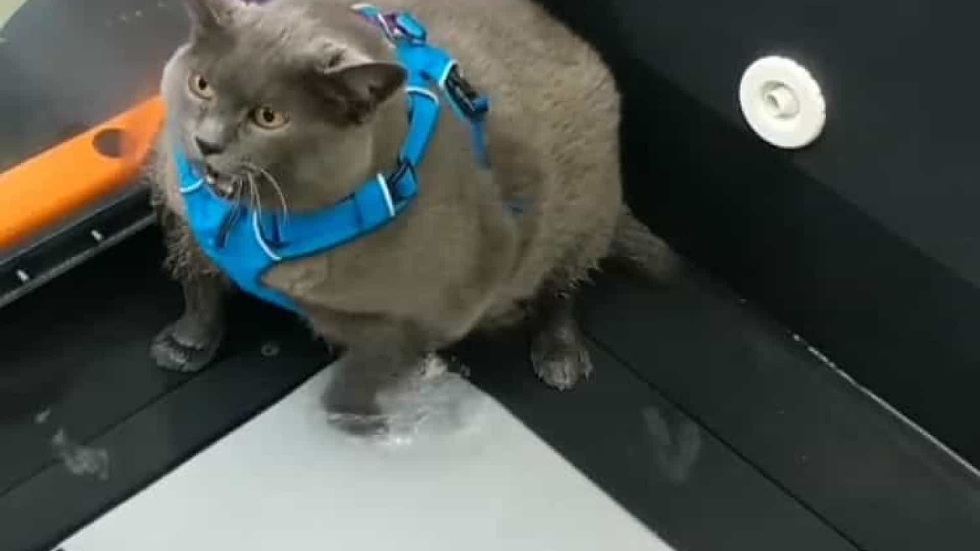 A Insatisfação De Uma Gata Obesa A Fazer Exercício - Cinder Block The Cat - HD Wallpaper 