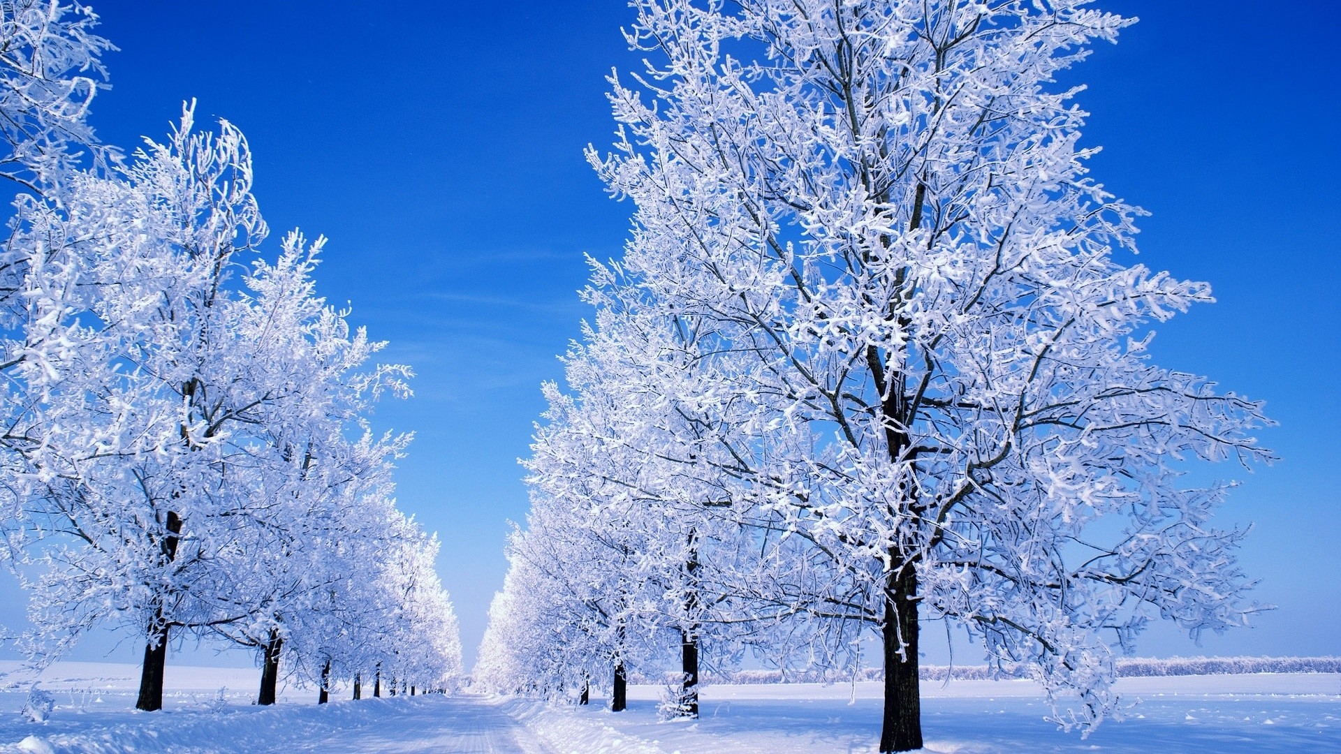 Christmas Scene Desktop Wallpaper - High Resolution Snowy Trees - HD Wallpaper 