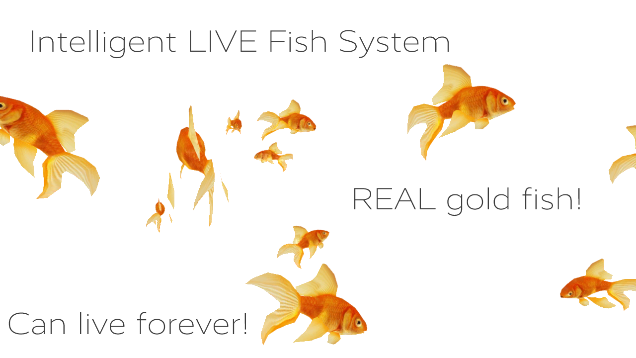 Goldfish - HD Wallpaper 