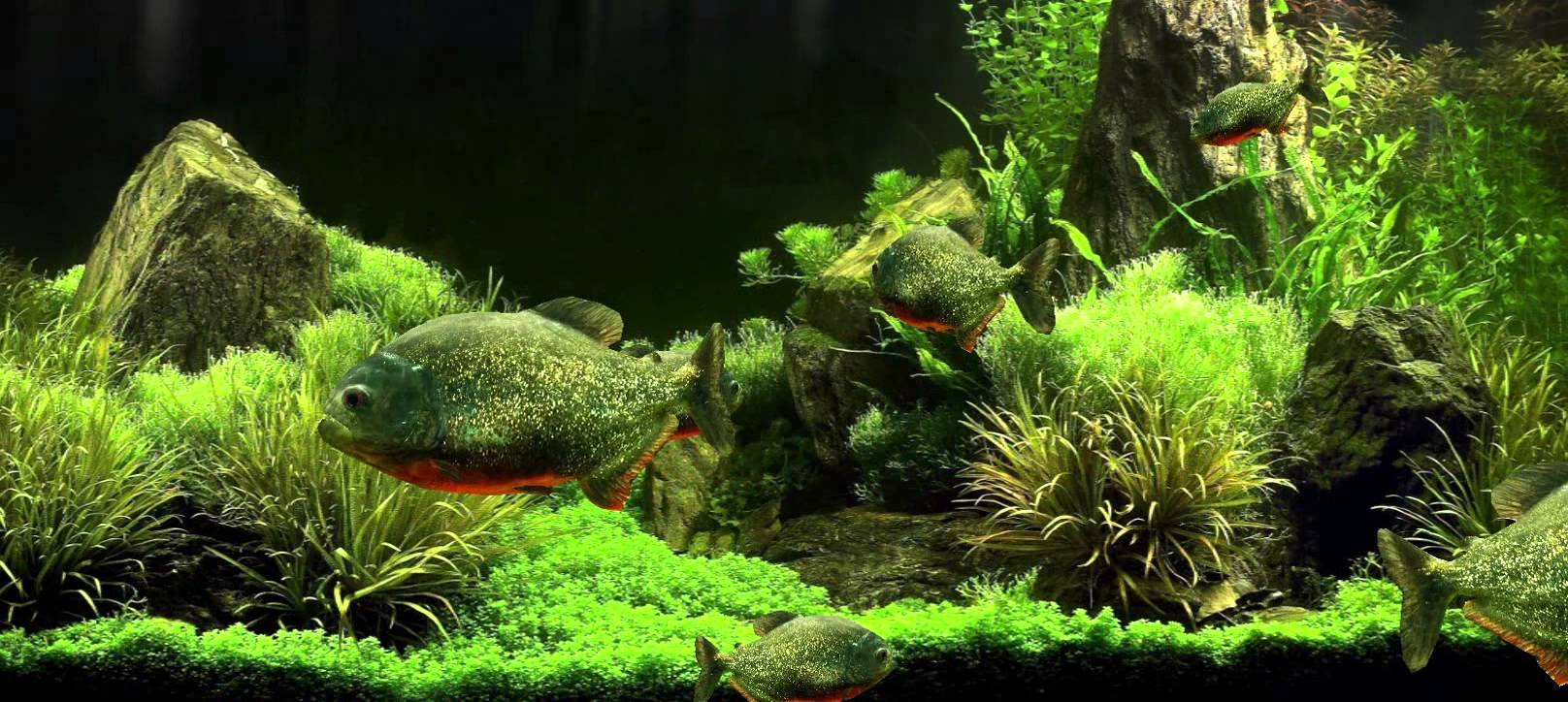 Aquarium Live Wallpaper Hd - HD Wallpaper 