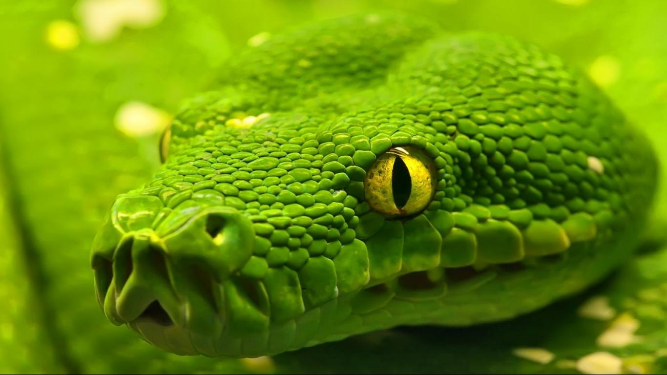 Snakes Hd - HD Wallpaper 