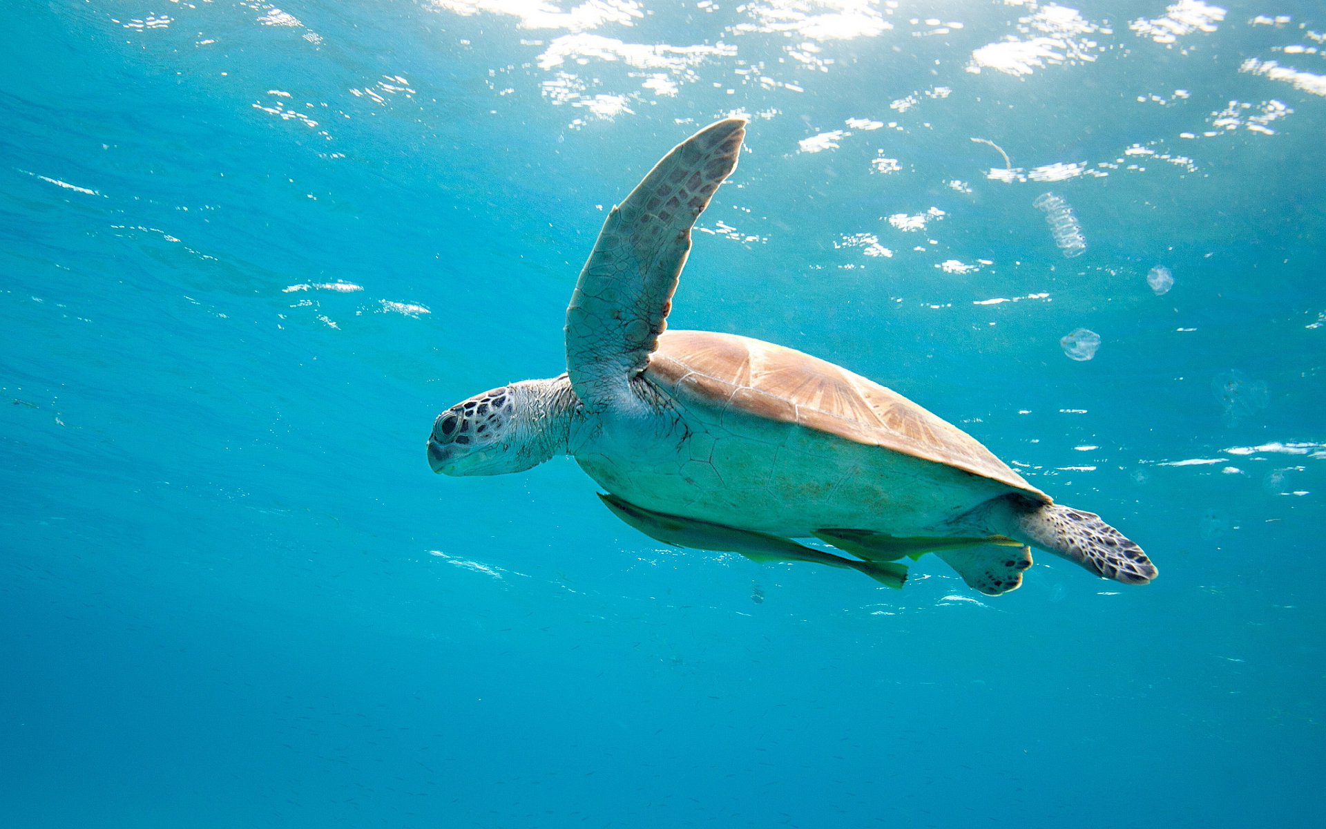 Sea Turtle Wallpapers High Resolution - HD Wallpaper 