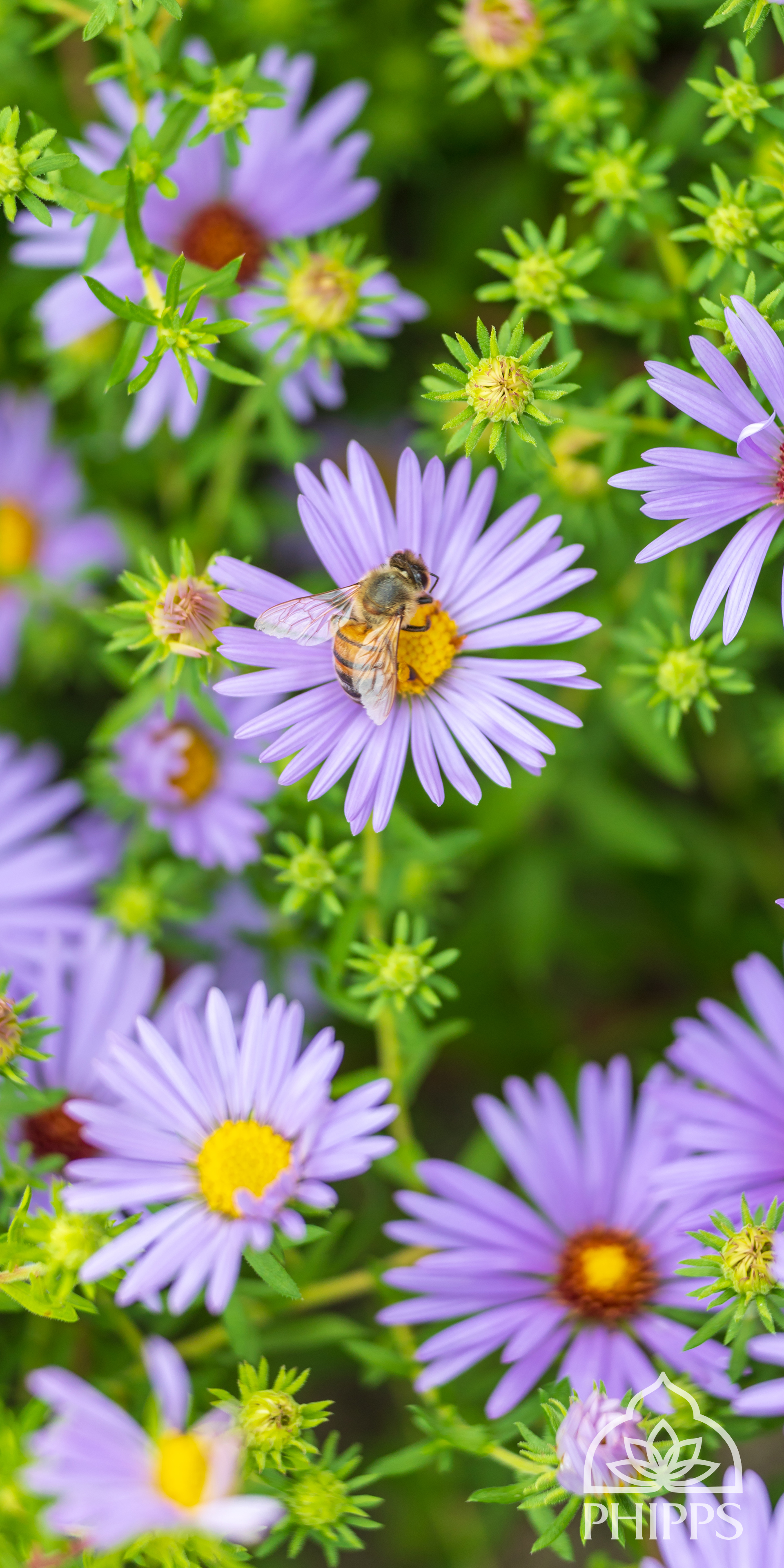 Aromatic Aster - HD Wallpaper 