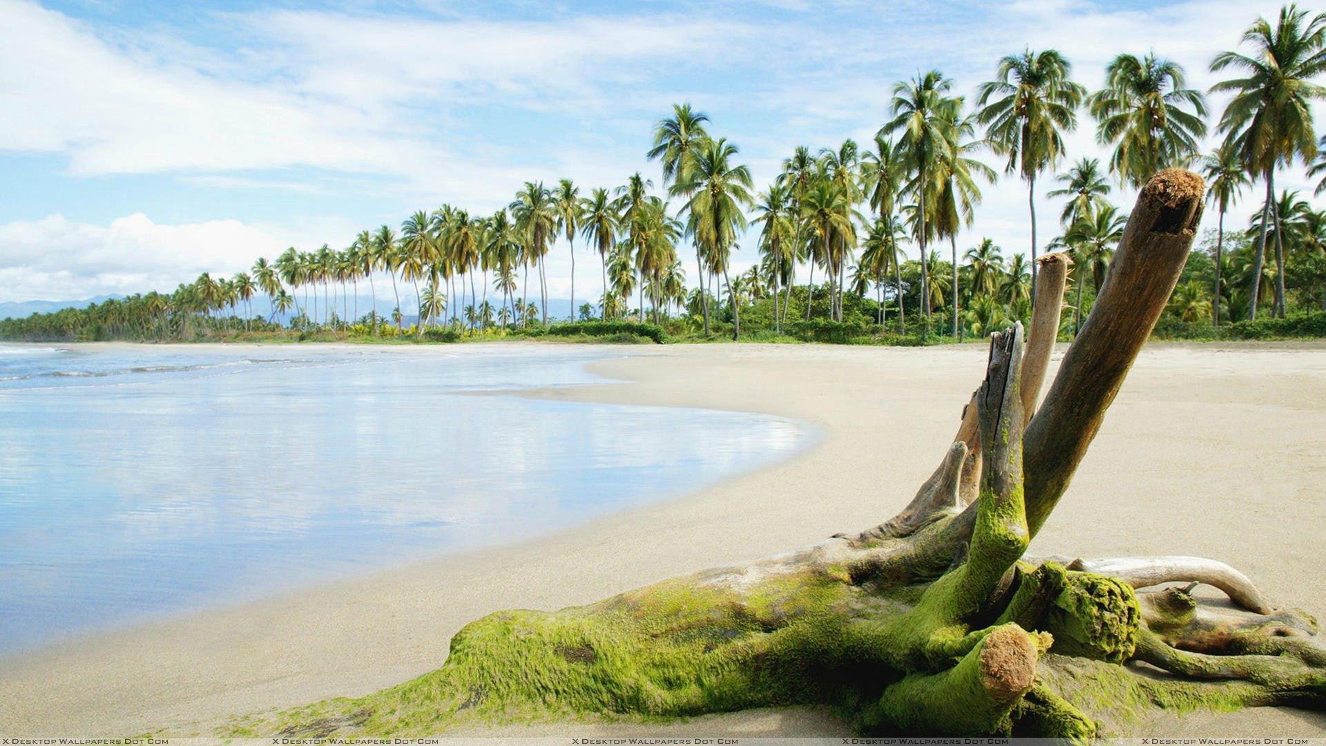 Beach With Coconut Trees - HD Wallpaper 